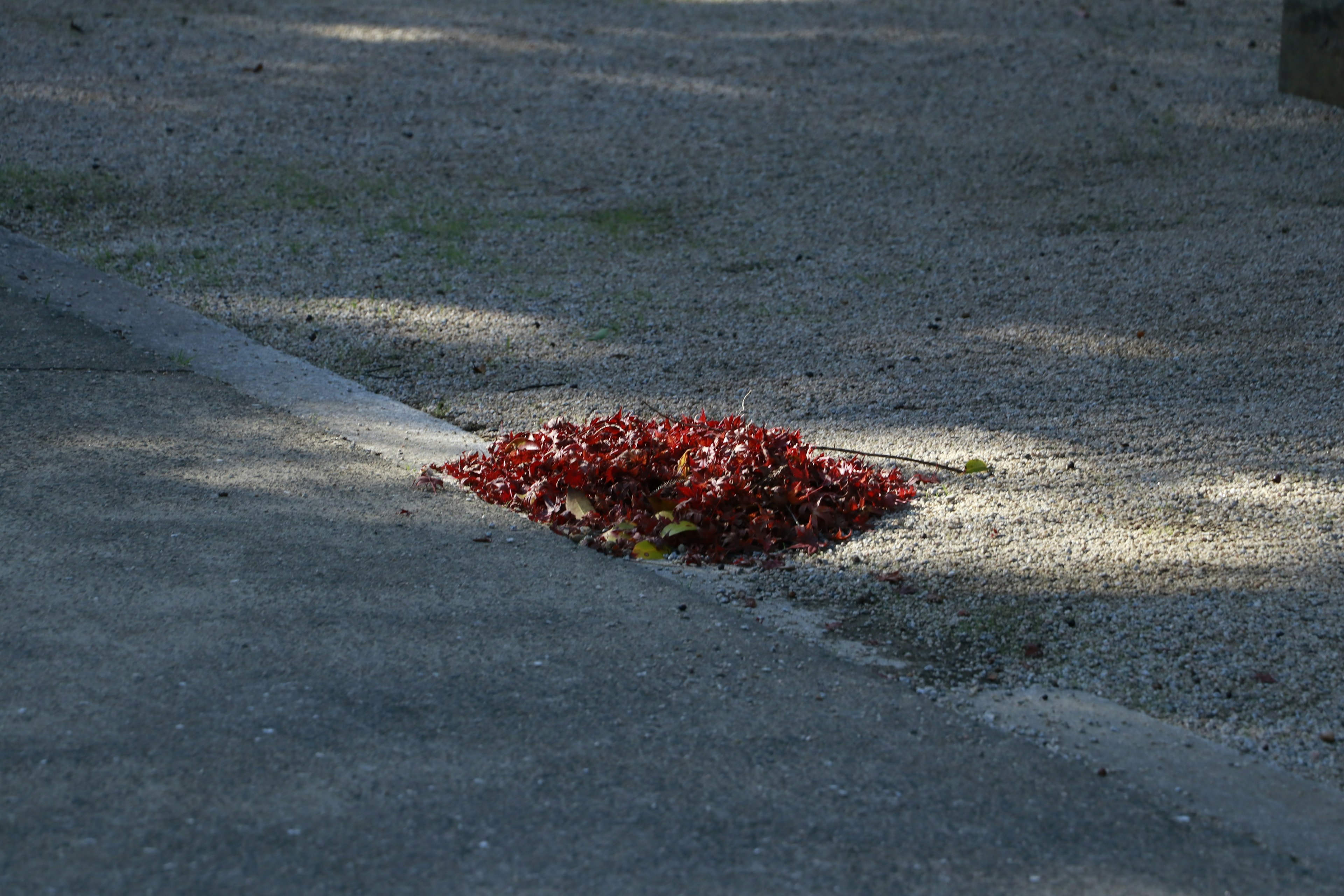 Un tas de pétales de fleurs rouges sur un chemin de gravier