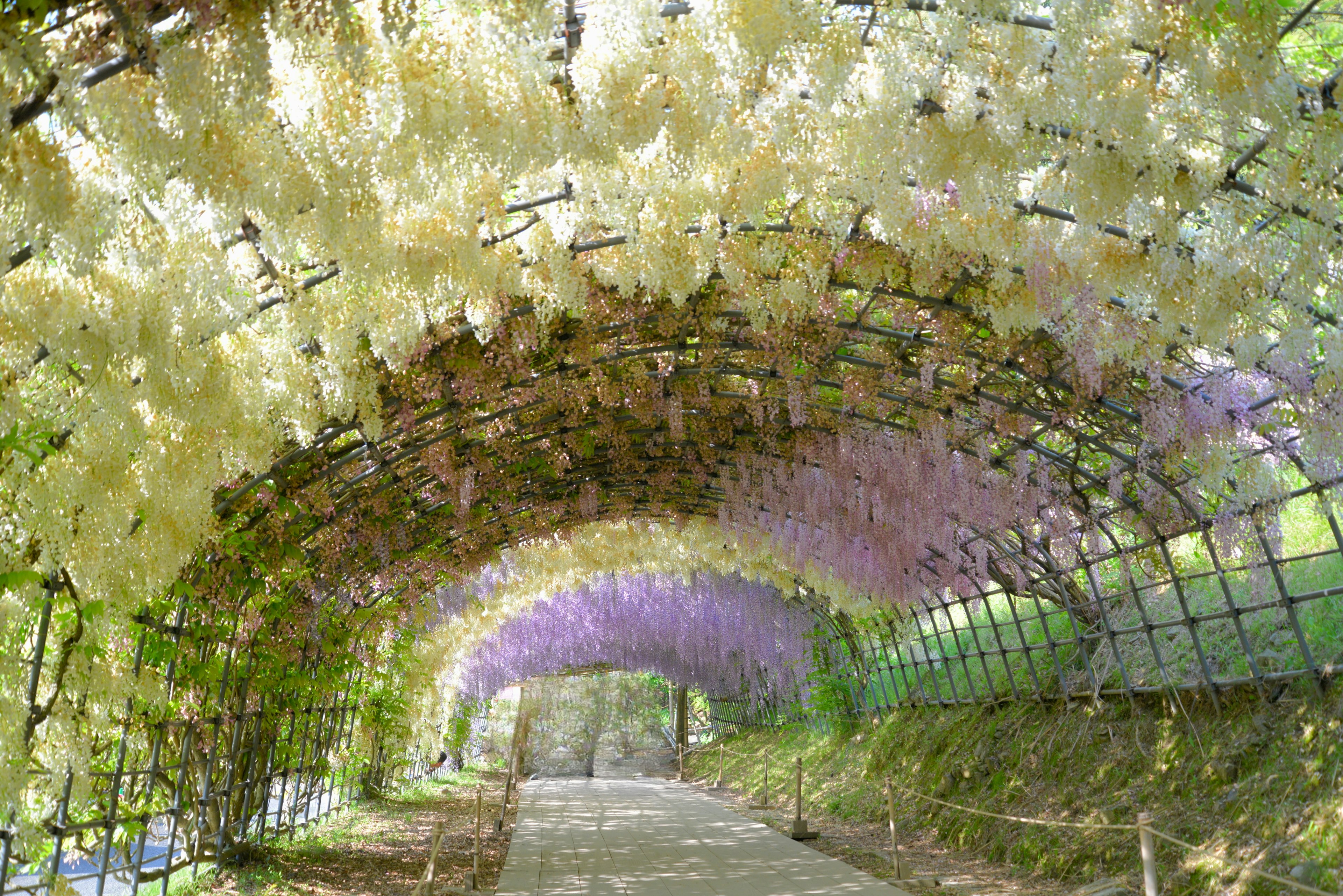 A tunnel formed by beautiful purple and white wisteria flowers