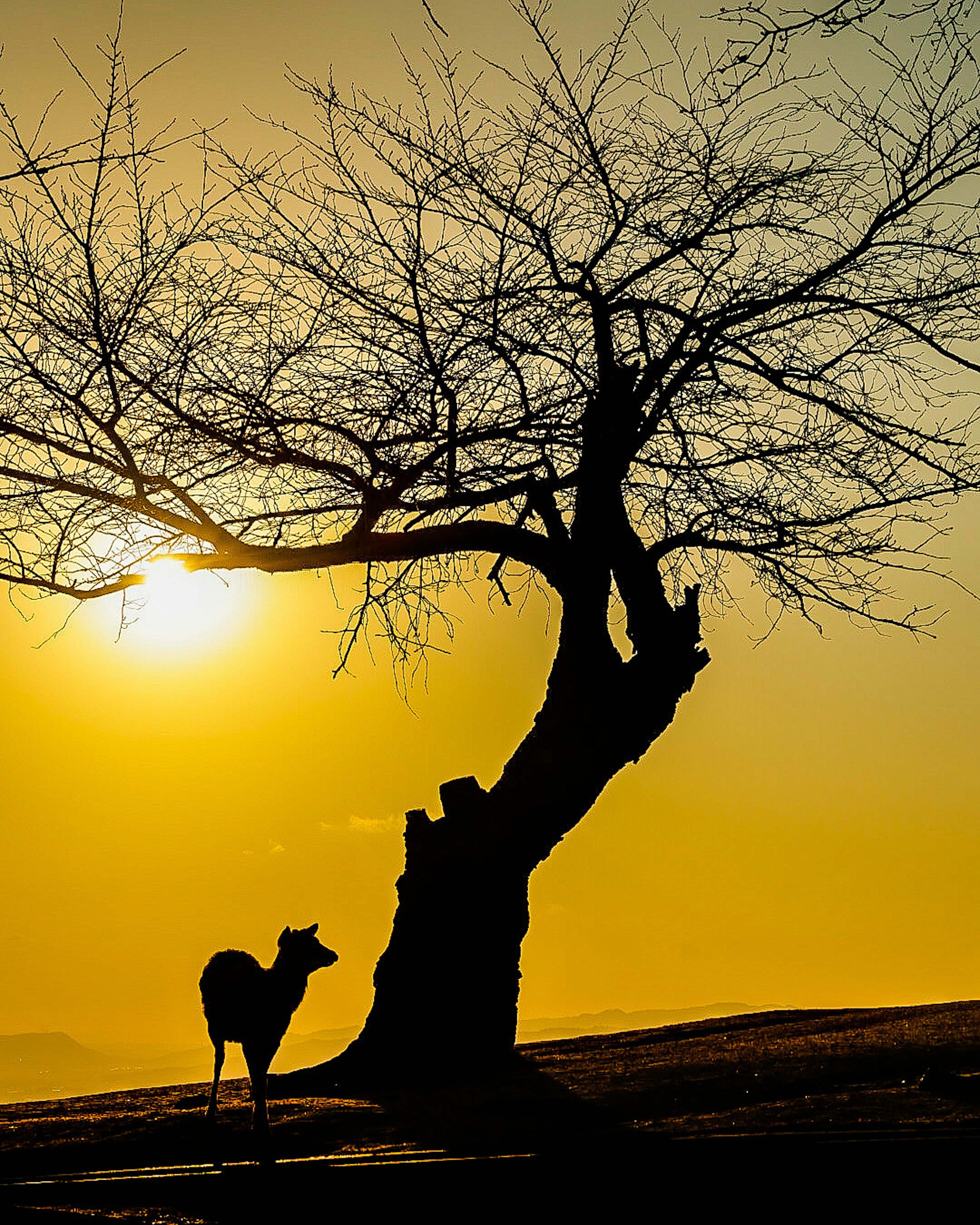 夕日を背景にした枯れ木とシルエットの動物