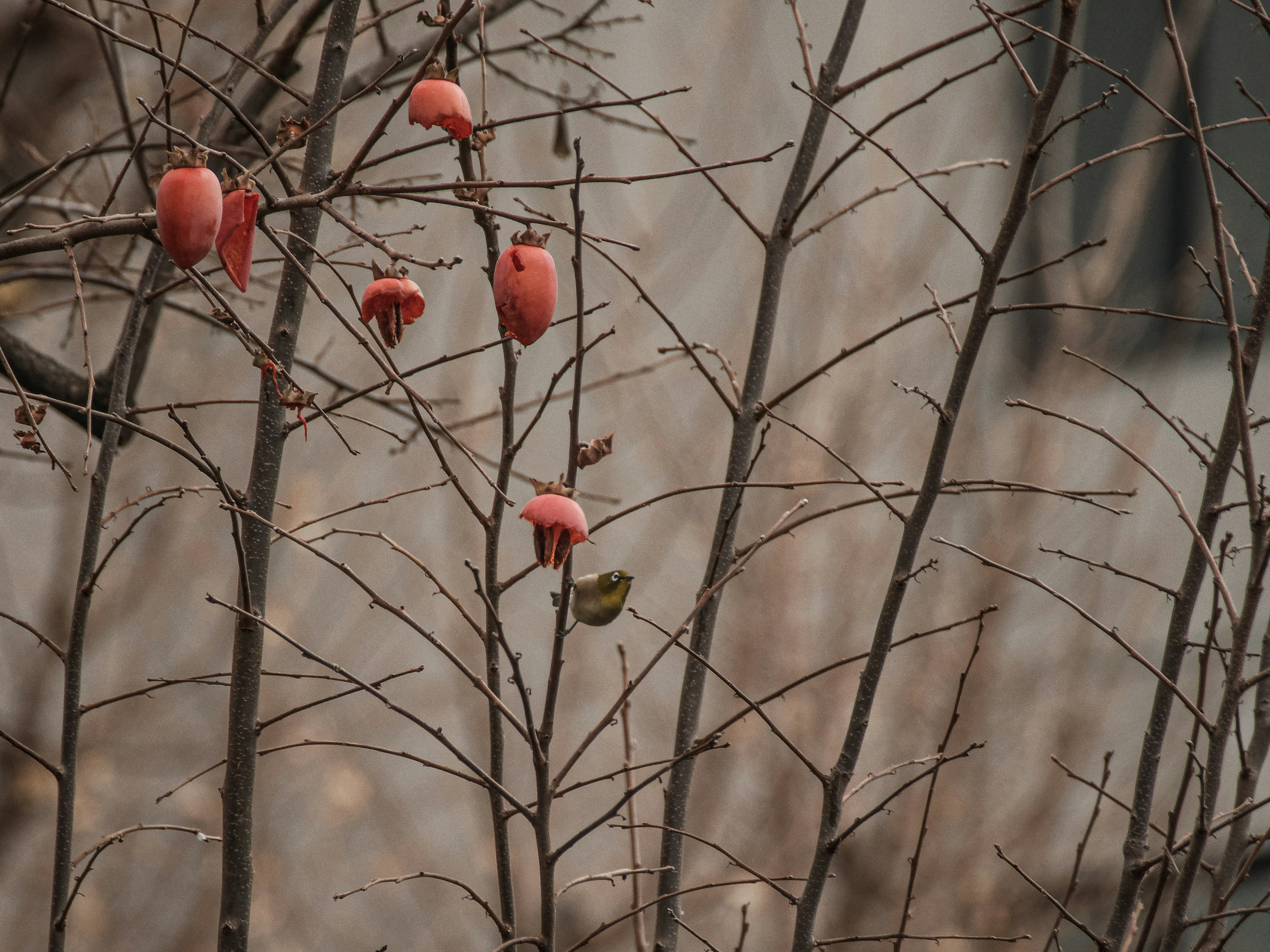 Red fruits on dry branches against a blurred background