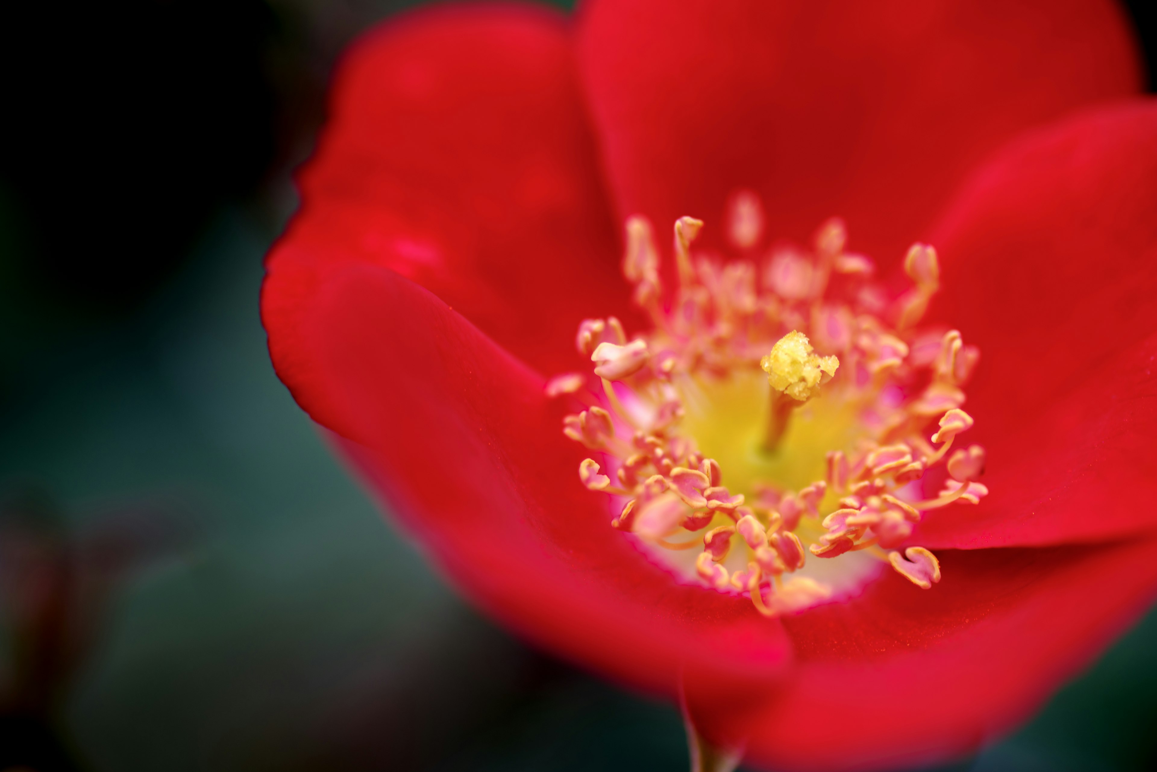 Lebendige rote Blume mit einem gelben Staubblatt in der Mitte