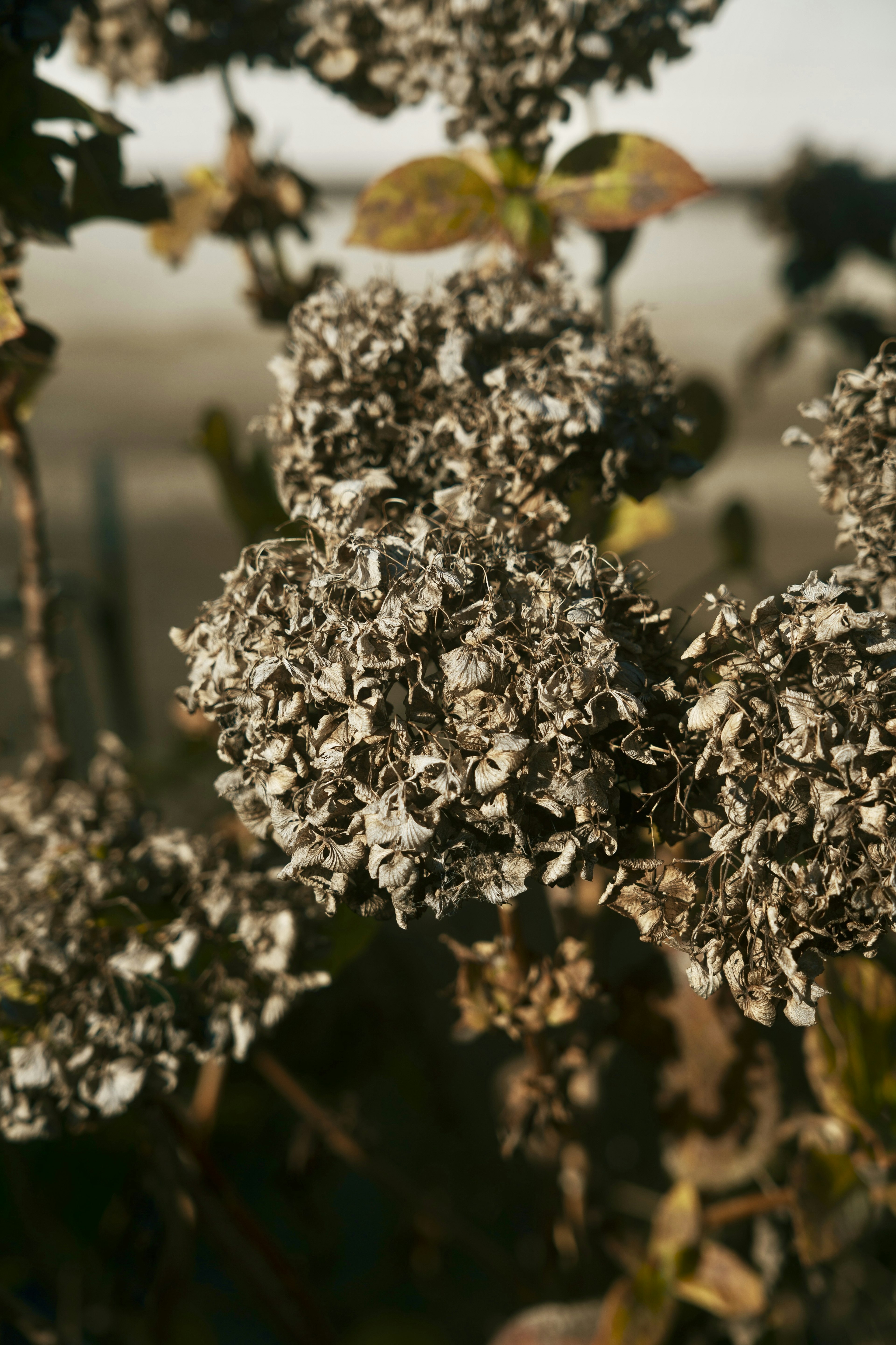 Nahaufnahme von getrockneten Blumen mit auffälligen weißen Blütenblättern