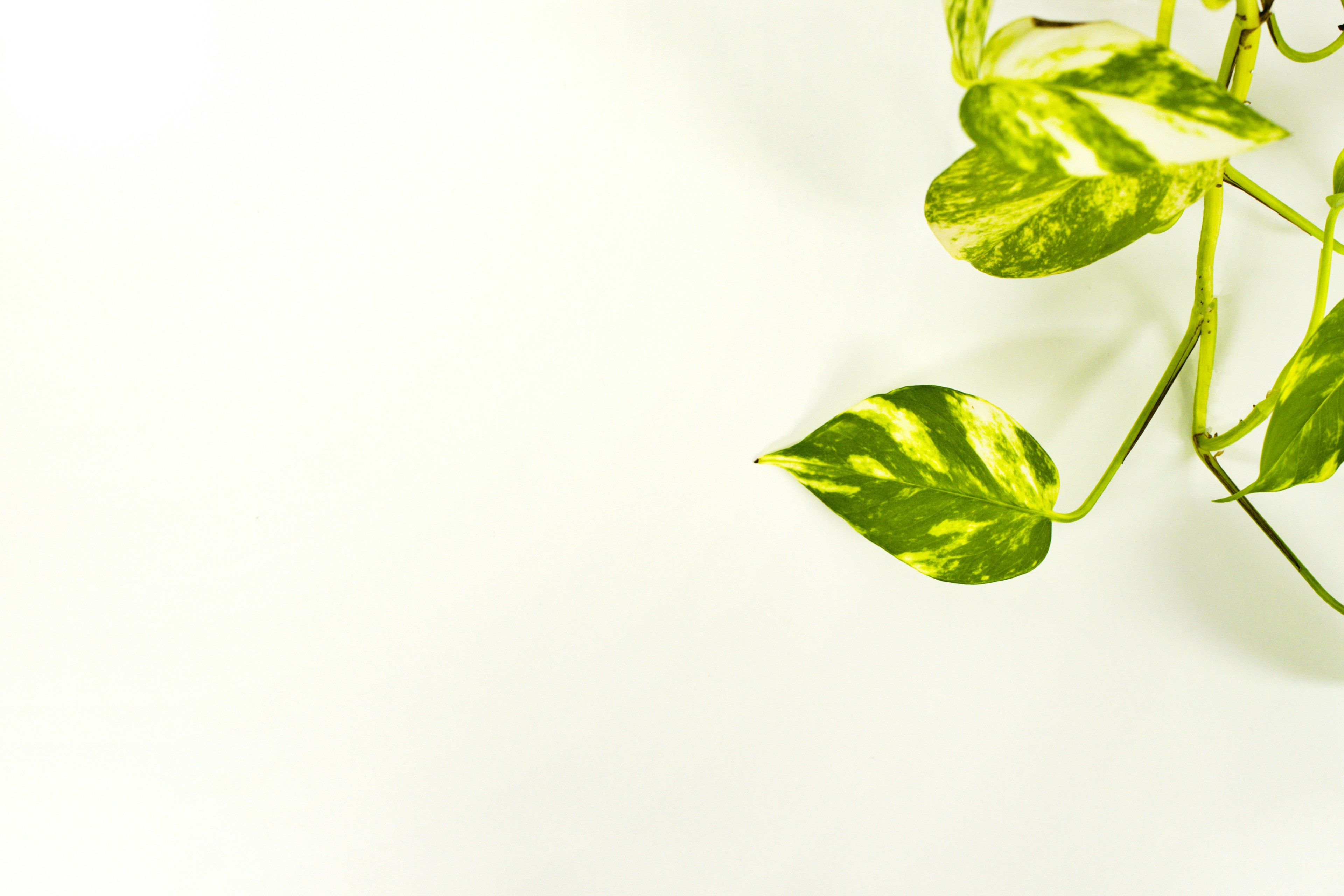 A portion of a pothos plant with distinctive green leaves