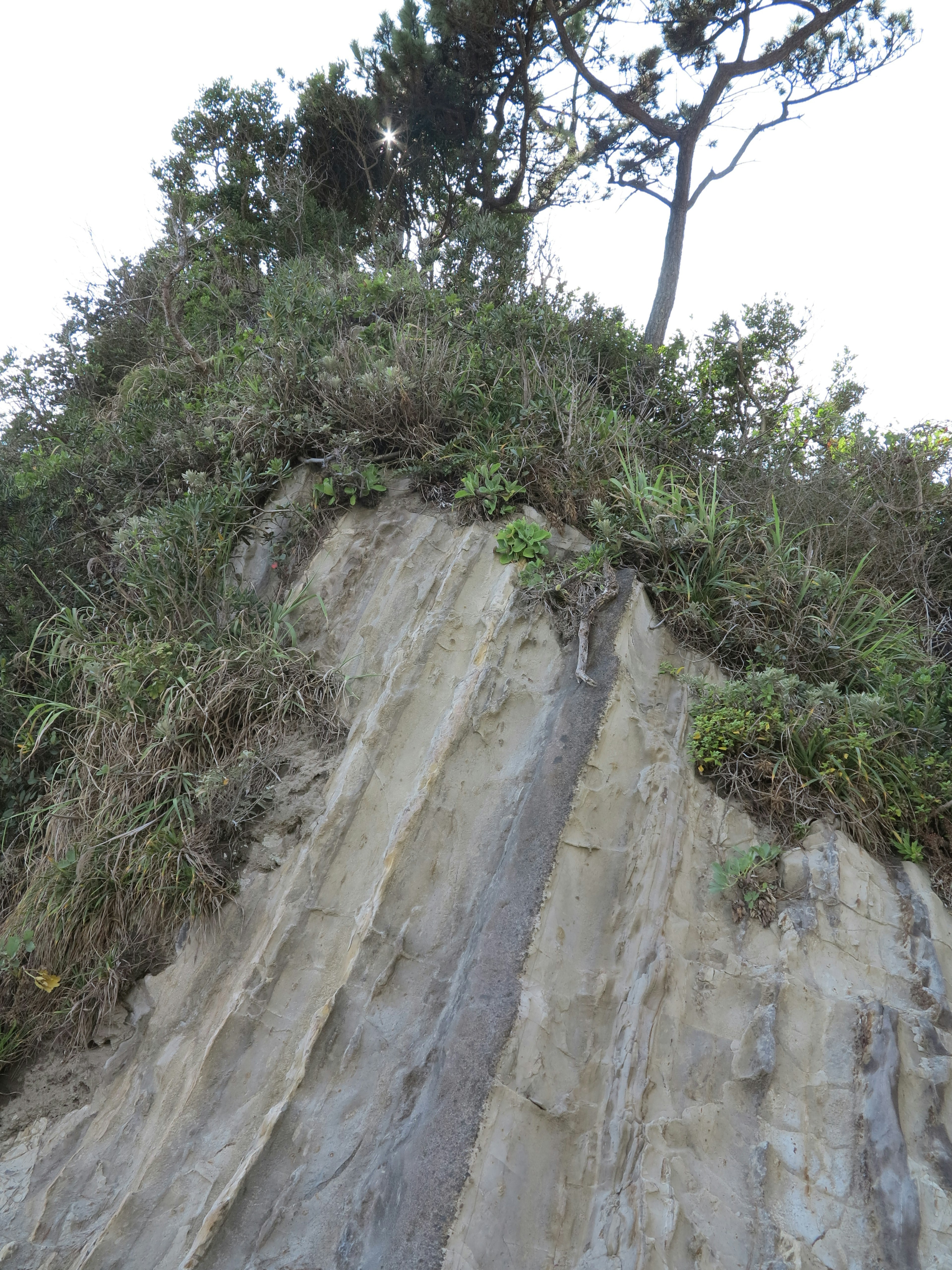 Scogliera ripida con erba e alberi in cima