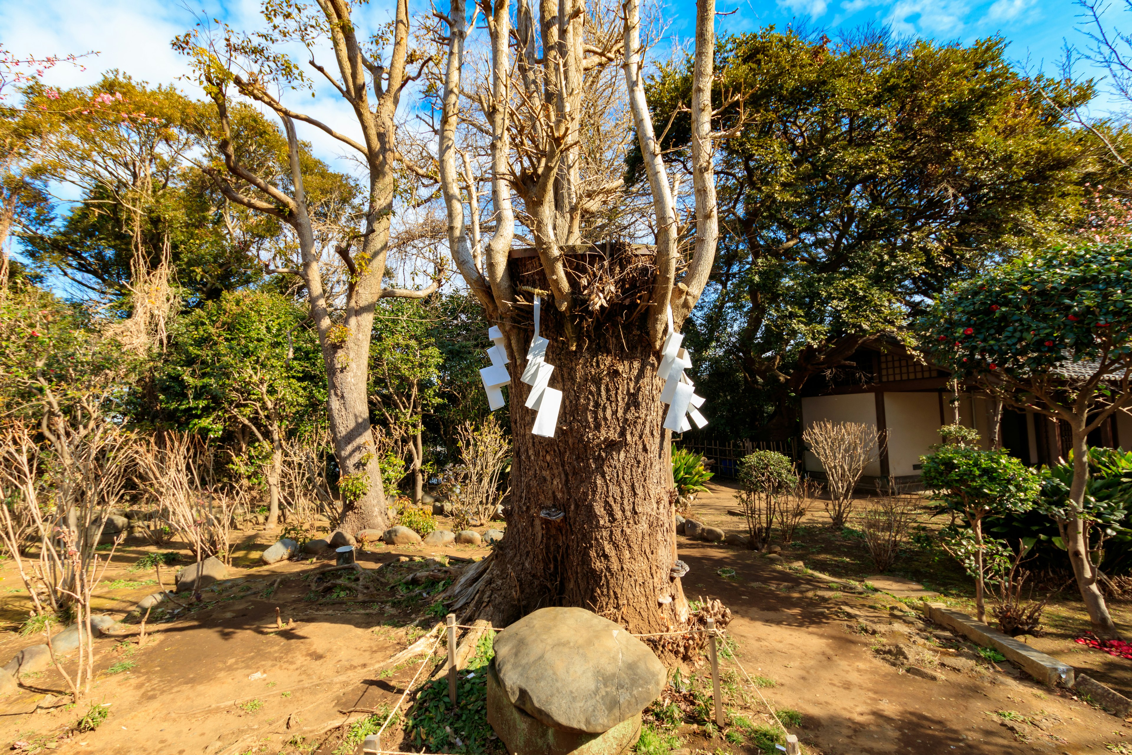 Arbre sacré décoré de décorations blanches dans un paysage serein