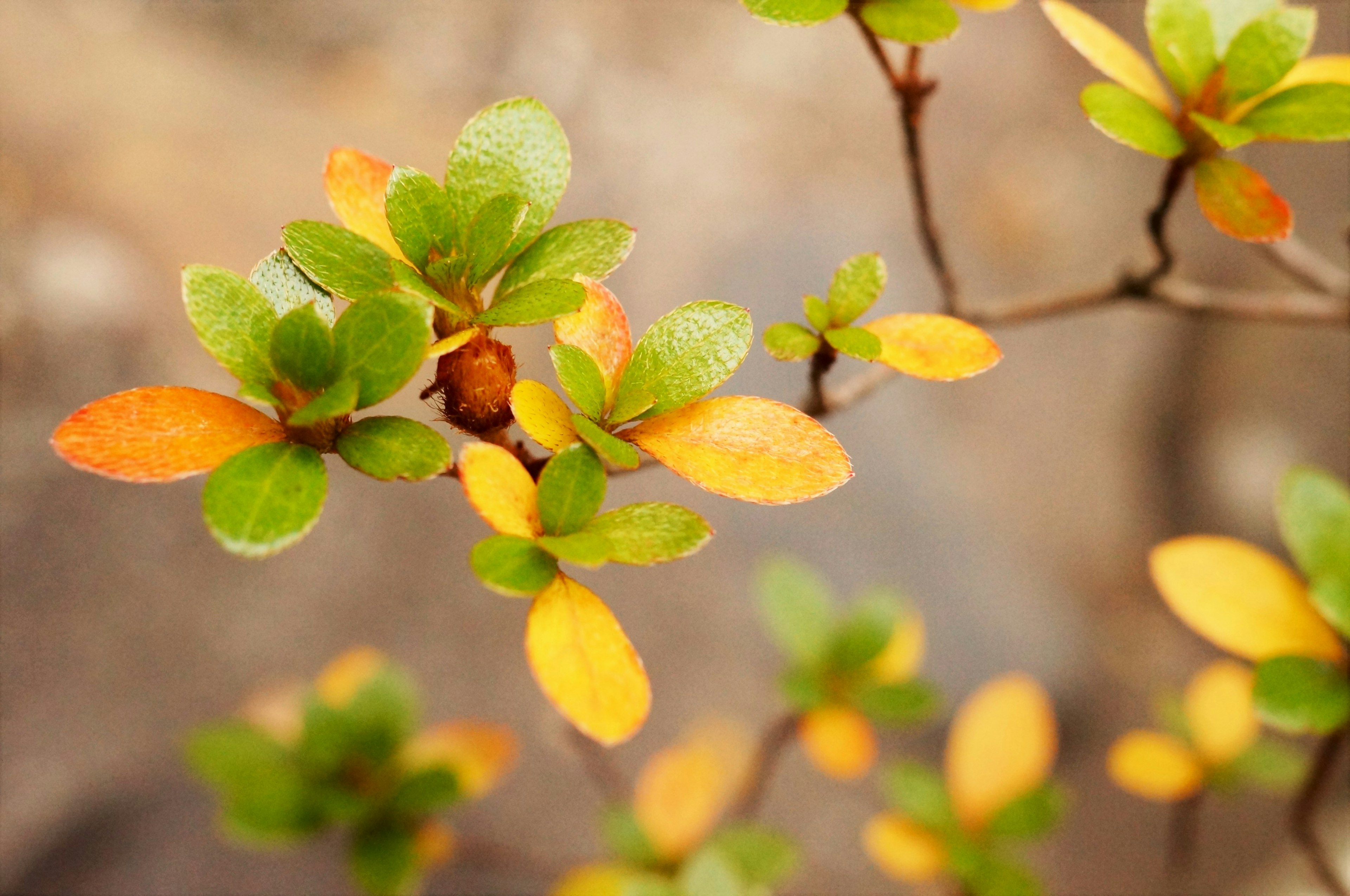 A small branch with vibrant green and orange leaves