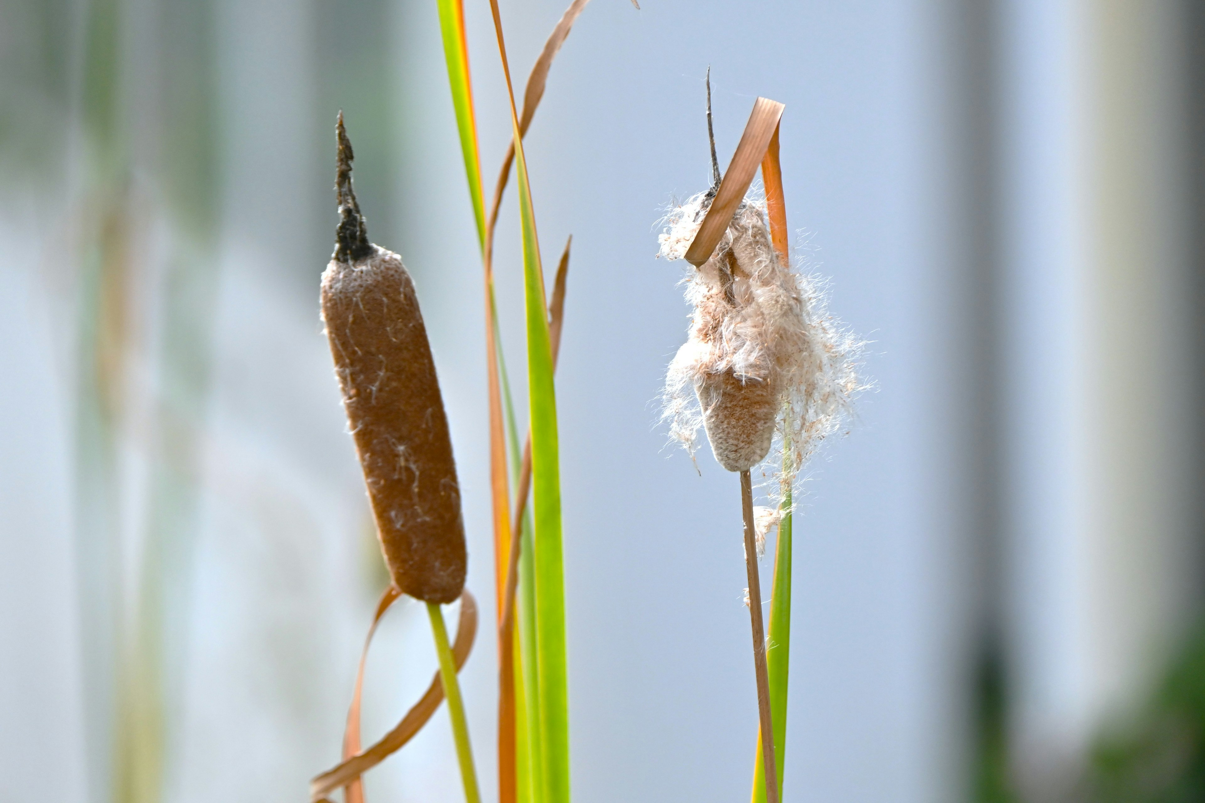 Two cattails surrounded by green grass with soft white fluff