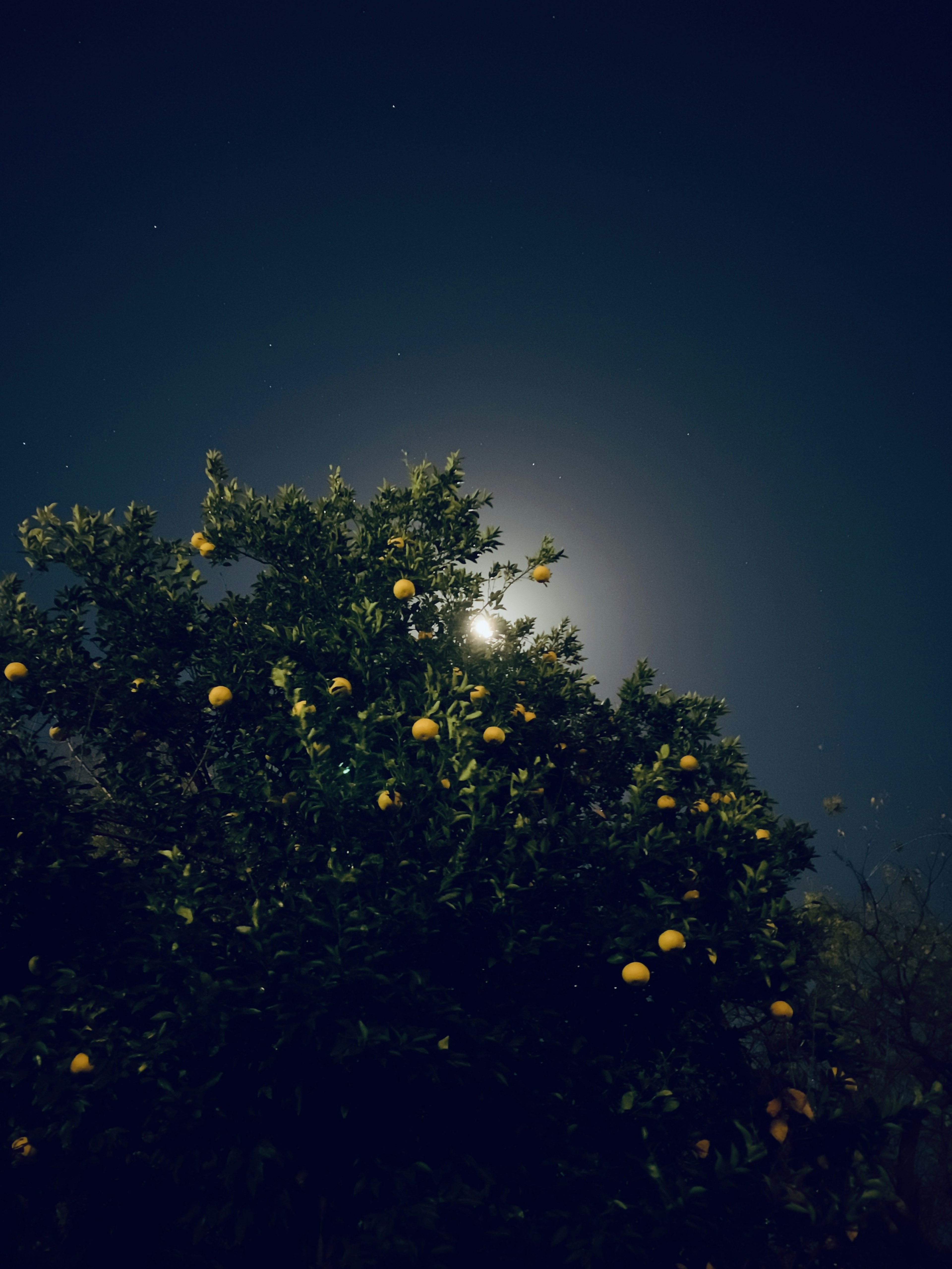 Un árbol con naranjas iluminado por la luz de la luna