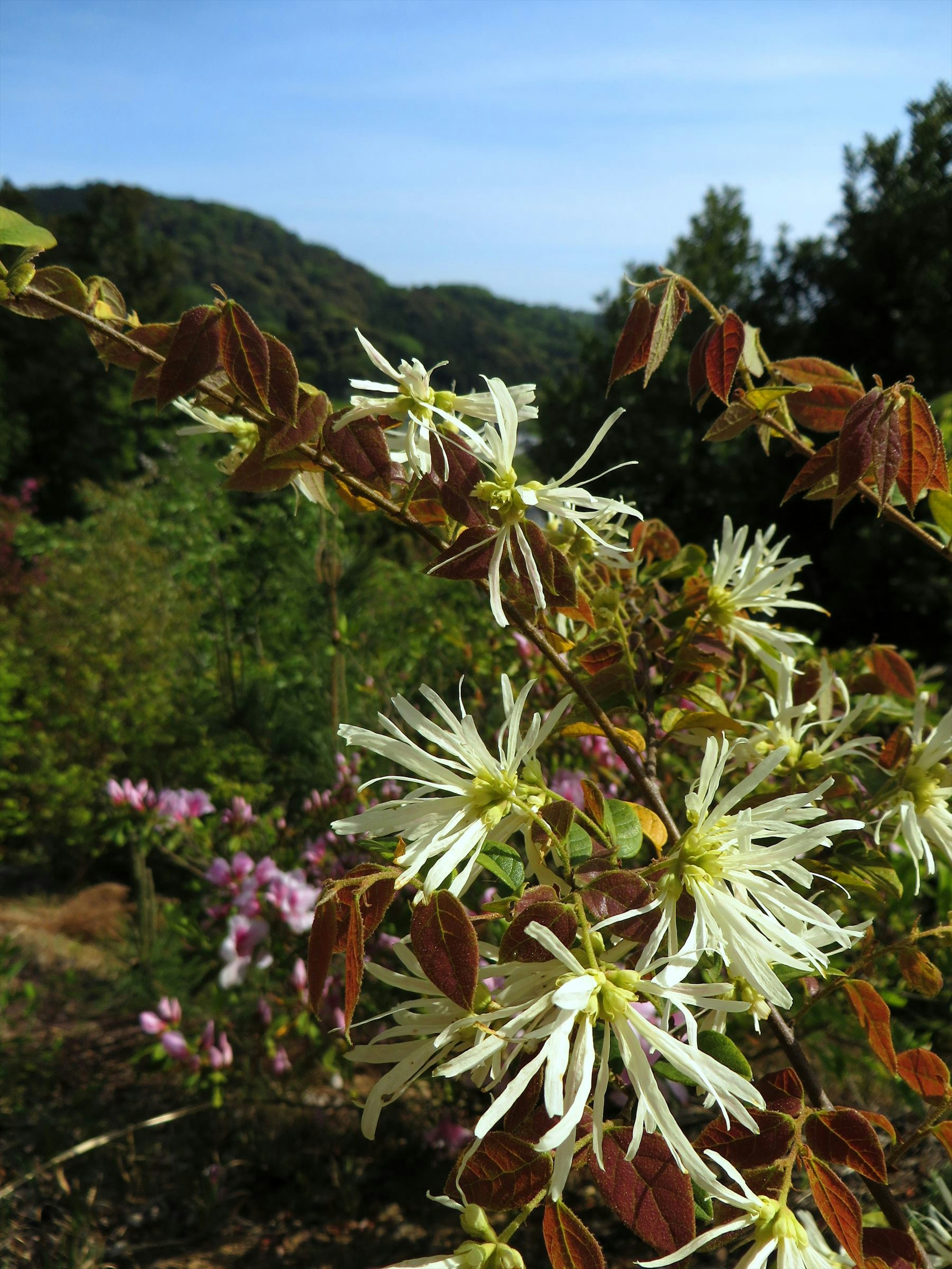 花と緑の風景に咲く白い花と赤い葉の植物