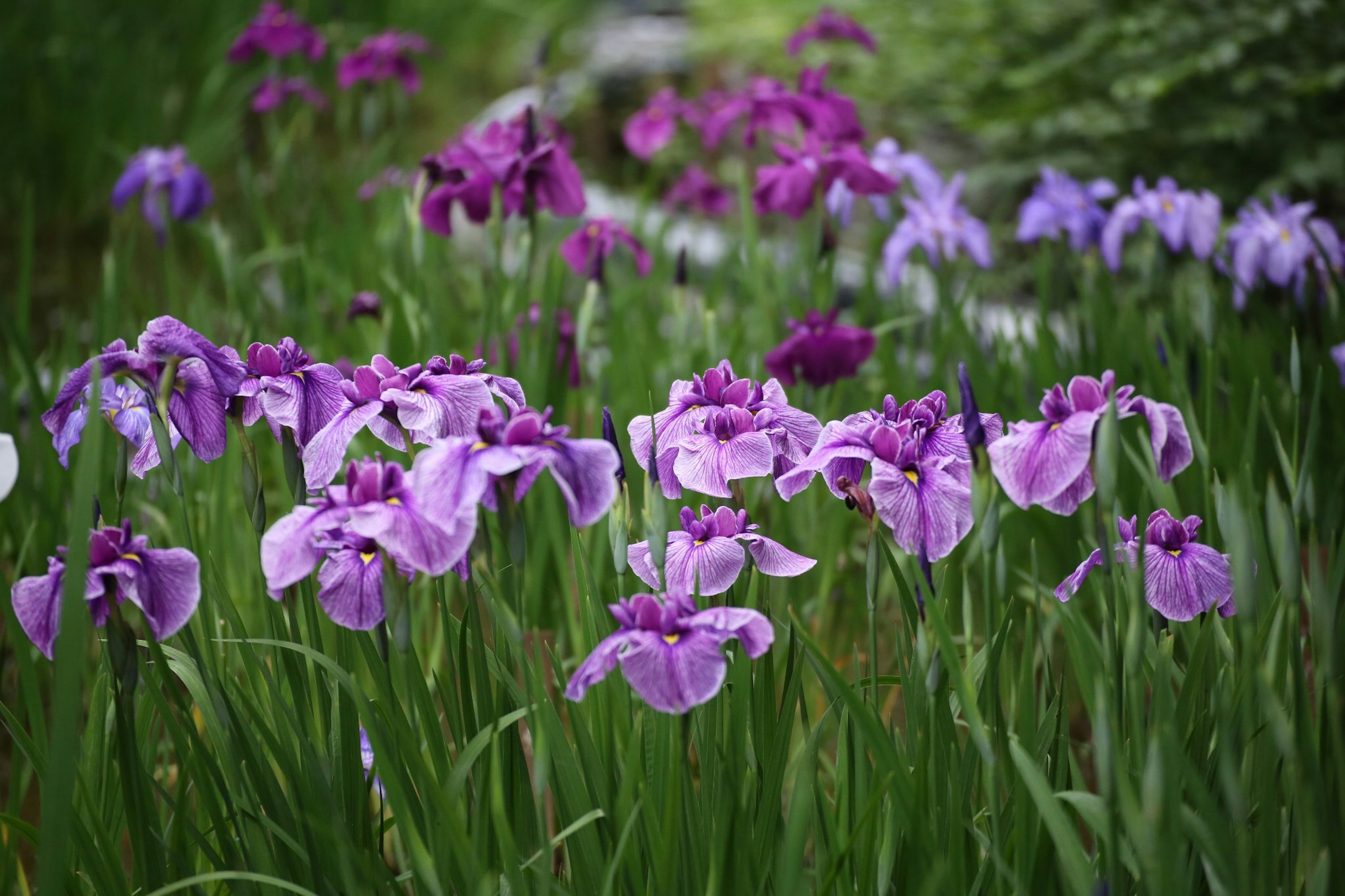 Purple iris flowers blooming in a green meadow