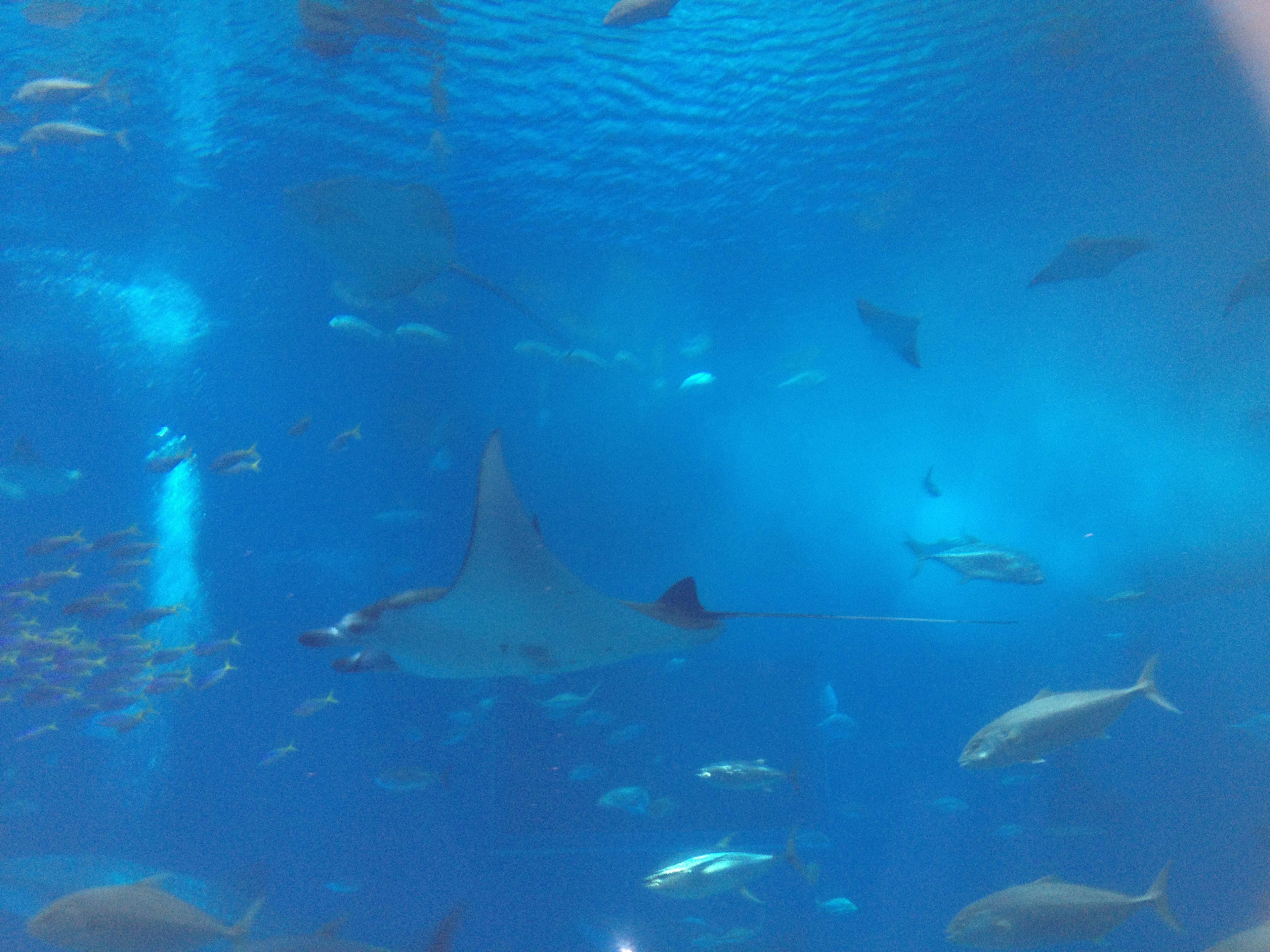 Underwater scene with a shark and various fish swimming