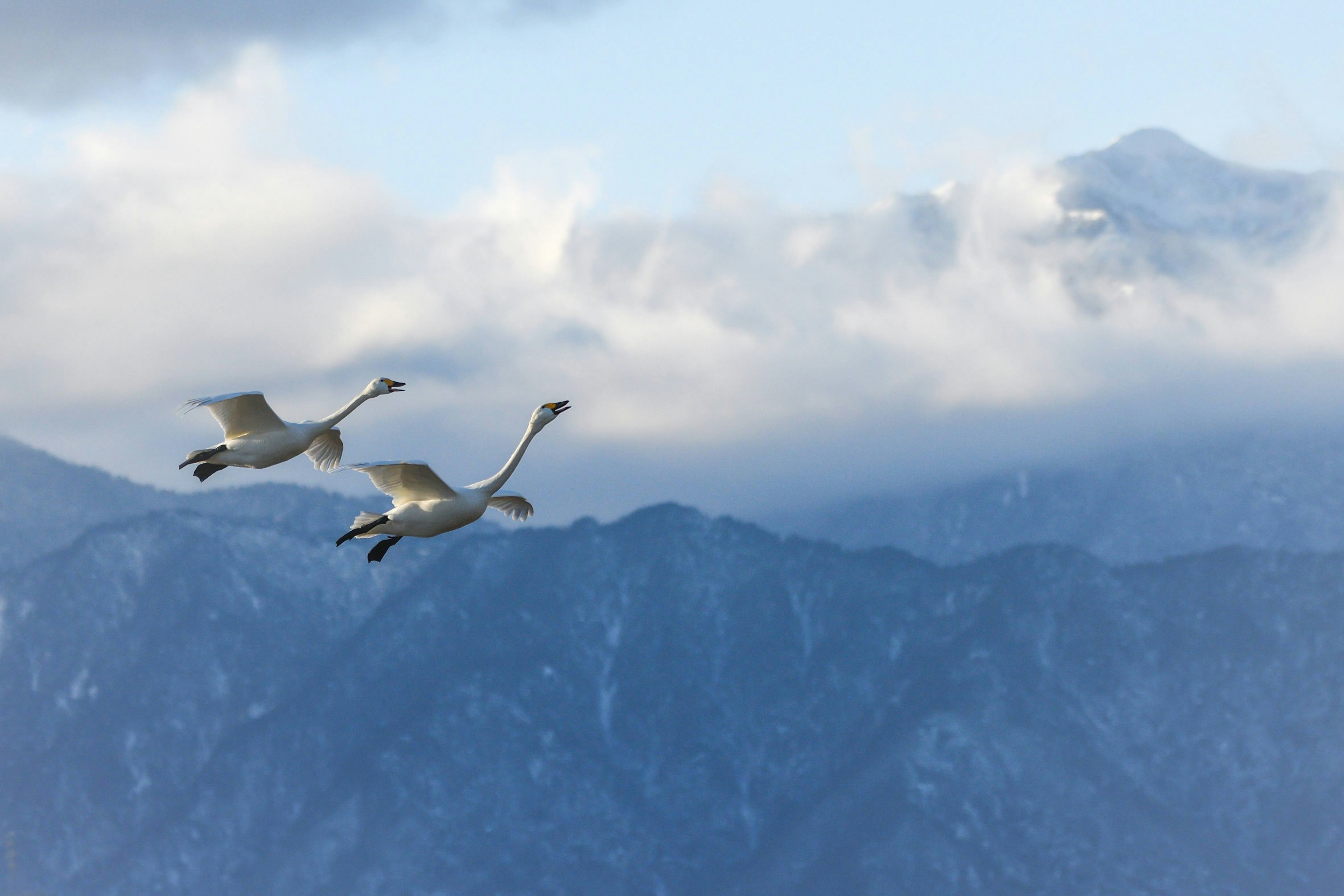 Cygnes volant à travers les nuages avec des montagnes en arrière-plan