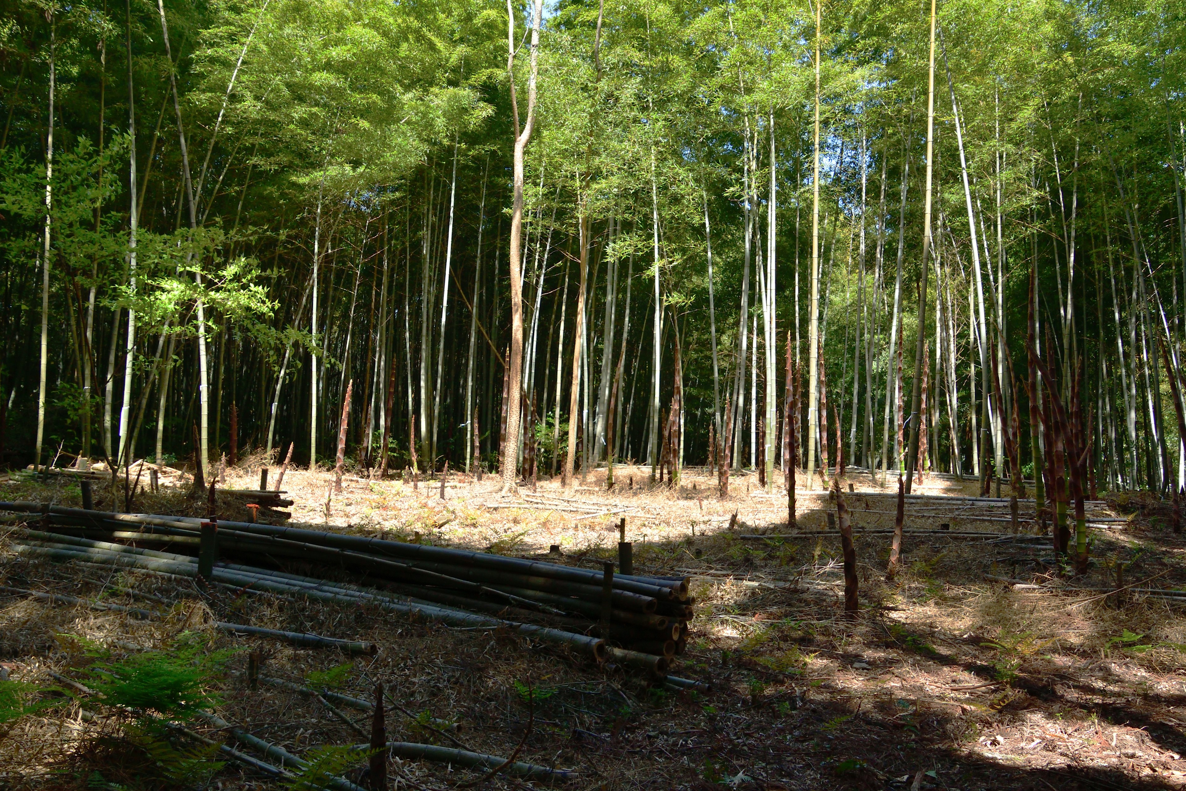 Forêt de bambous luxuriante avec un espace ouvert et une clôture en bois