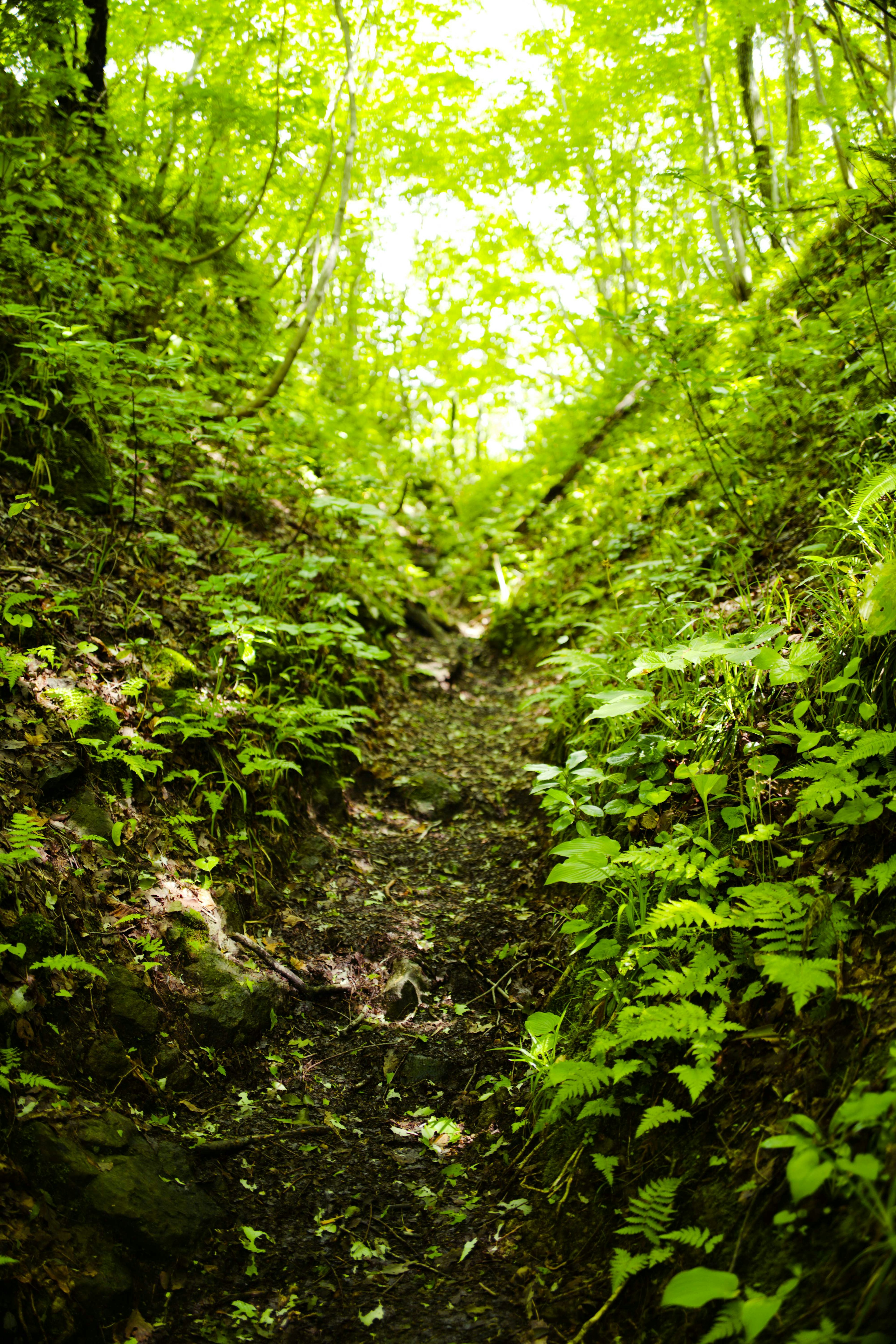 緑の植物に囲まれた小道が続く風景