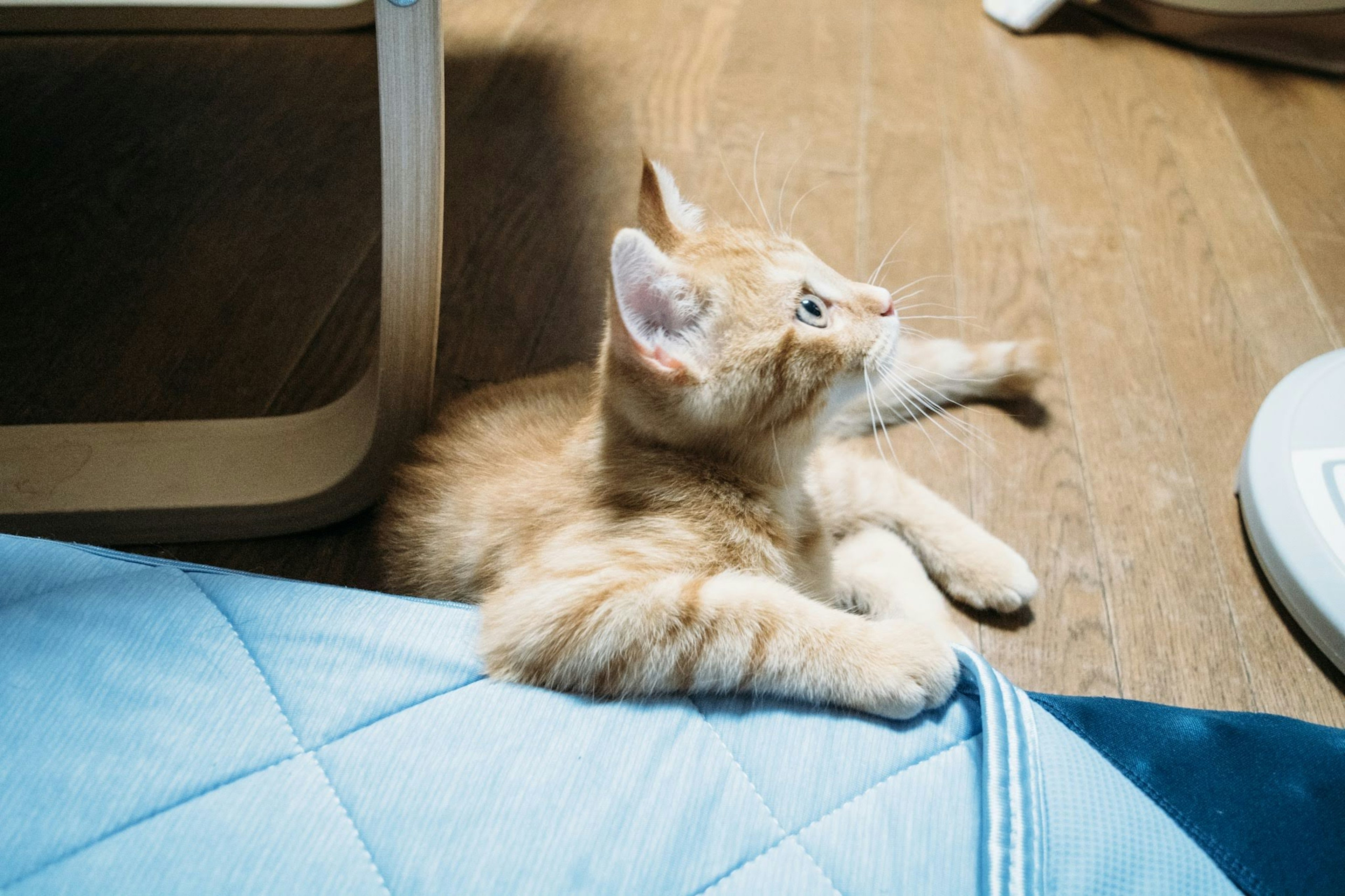 An orange kitten lying on the floor next to a blue blanket