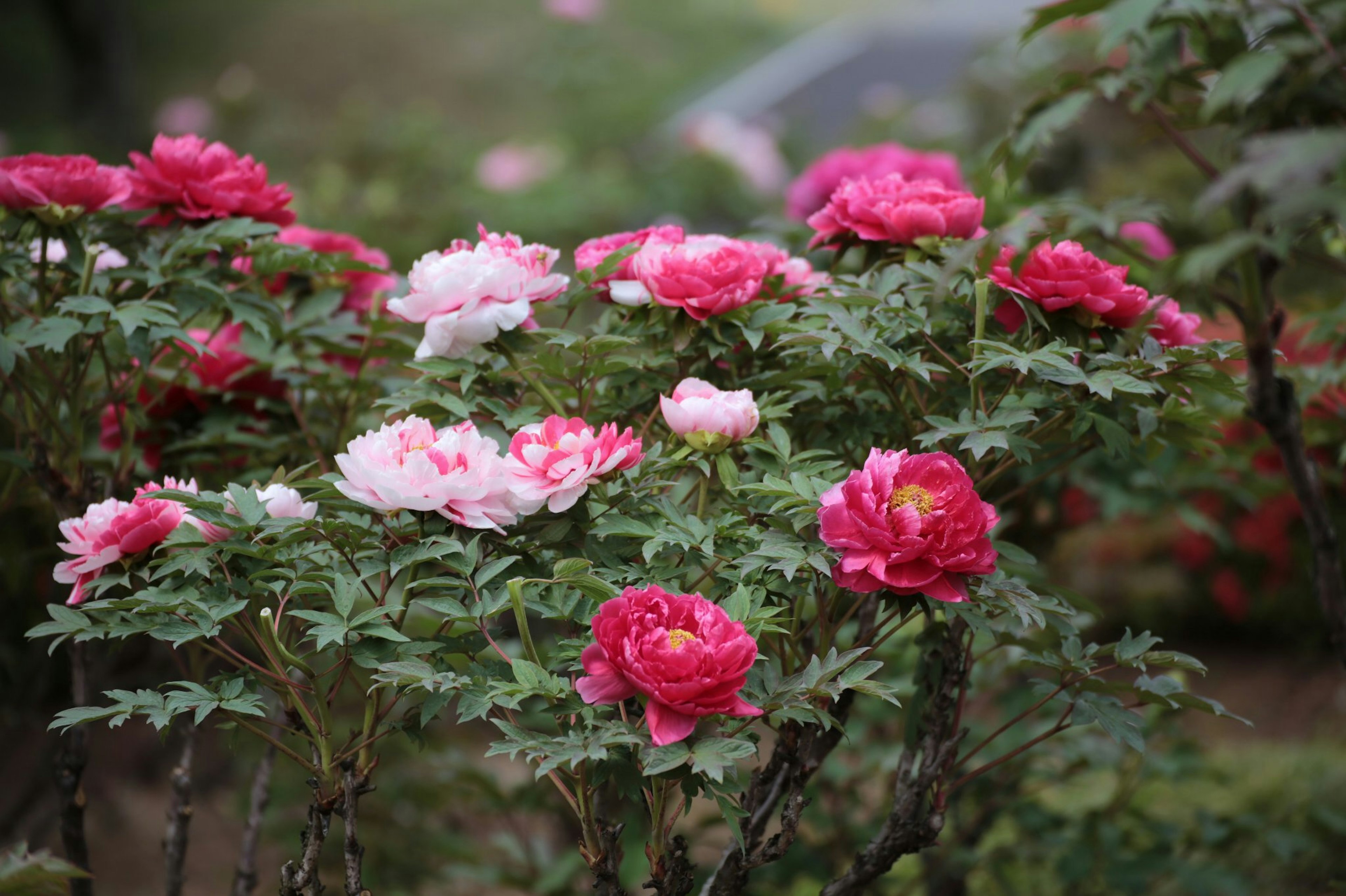 A garden scene with blooming peony flowers in pink and white