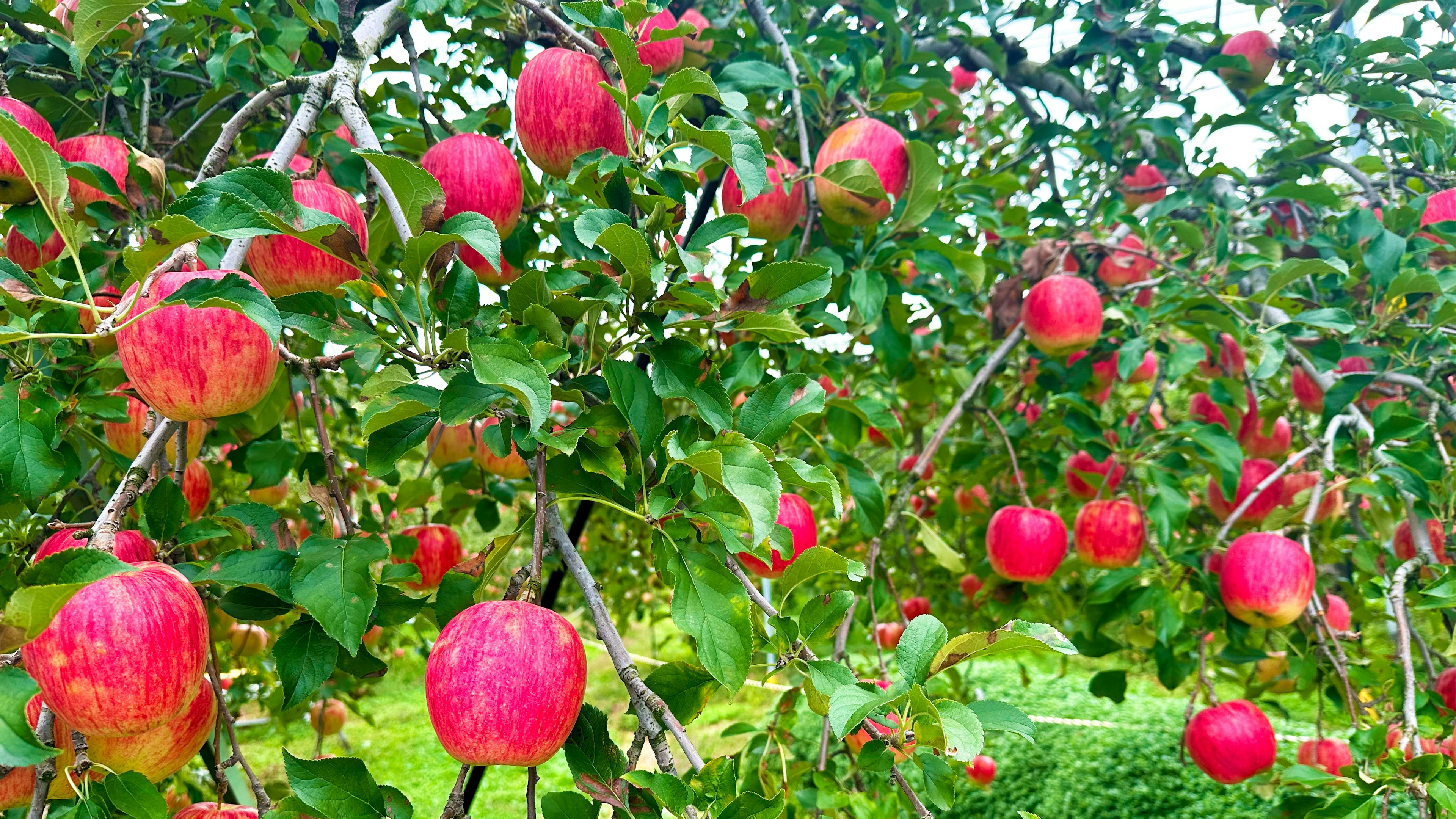 Ramas de un manzano cargadas de manzanas rojas maduras