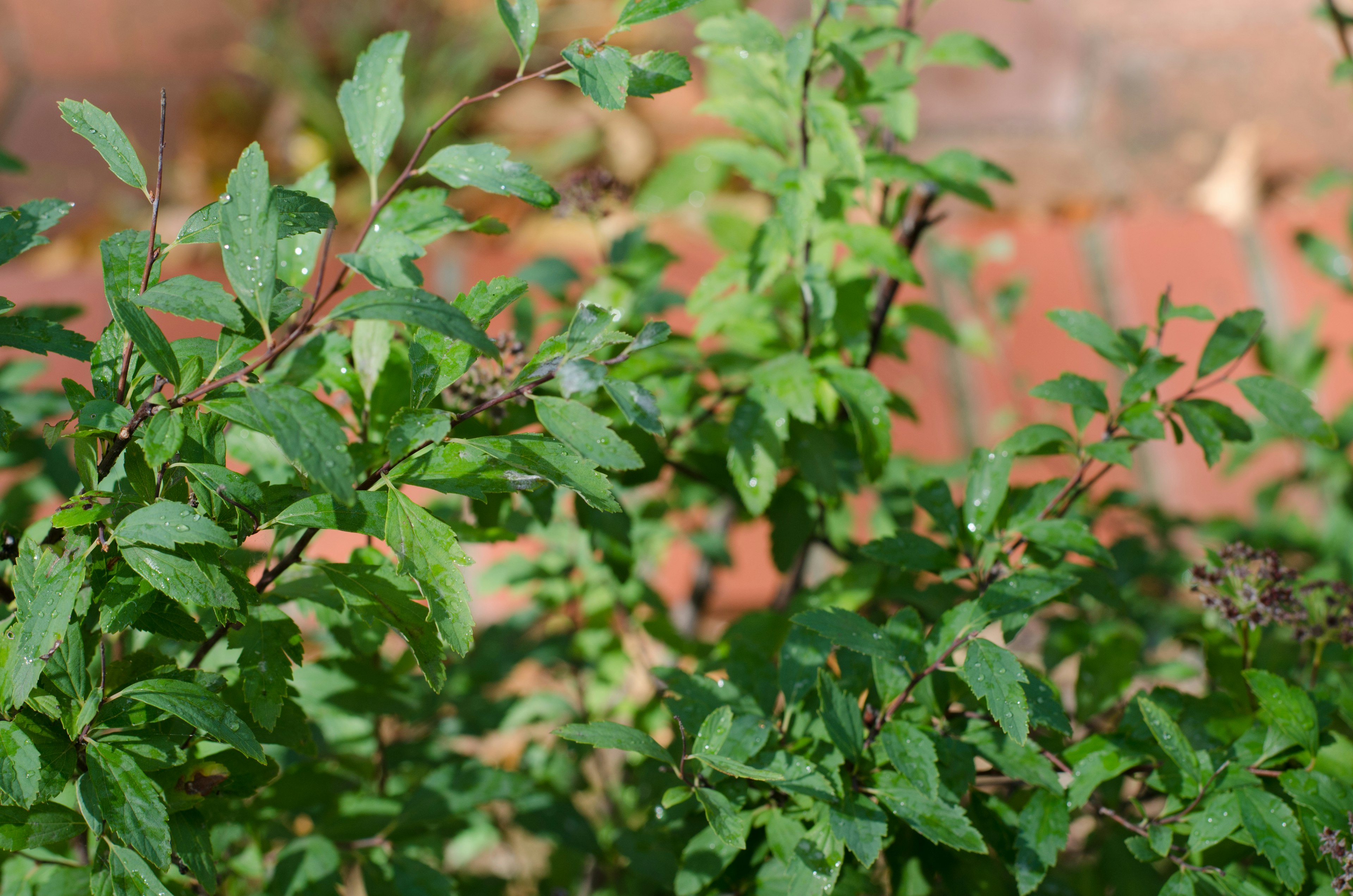 緑豊かな葉が茂る植物のクローズアップ背景はレンガ