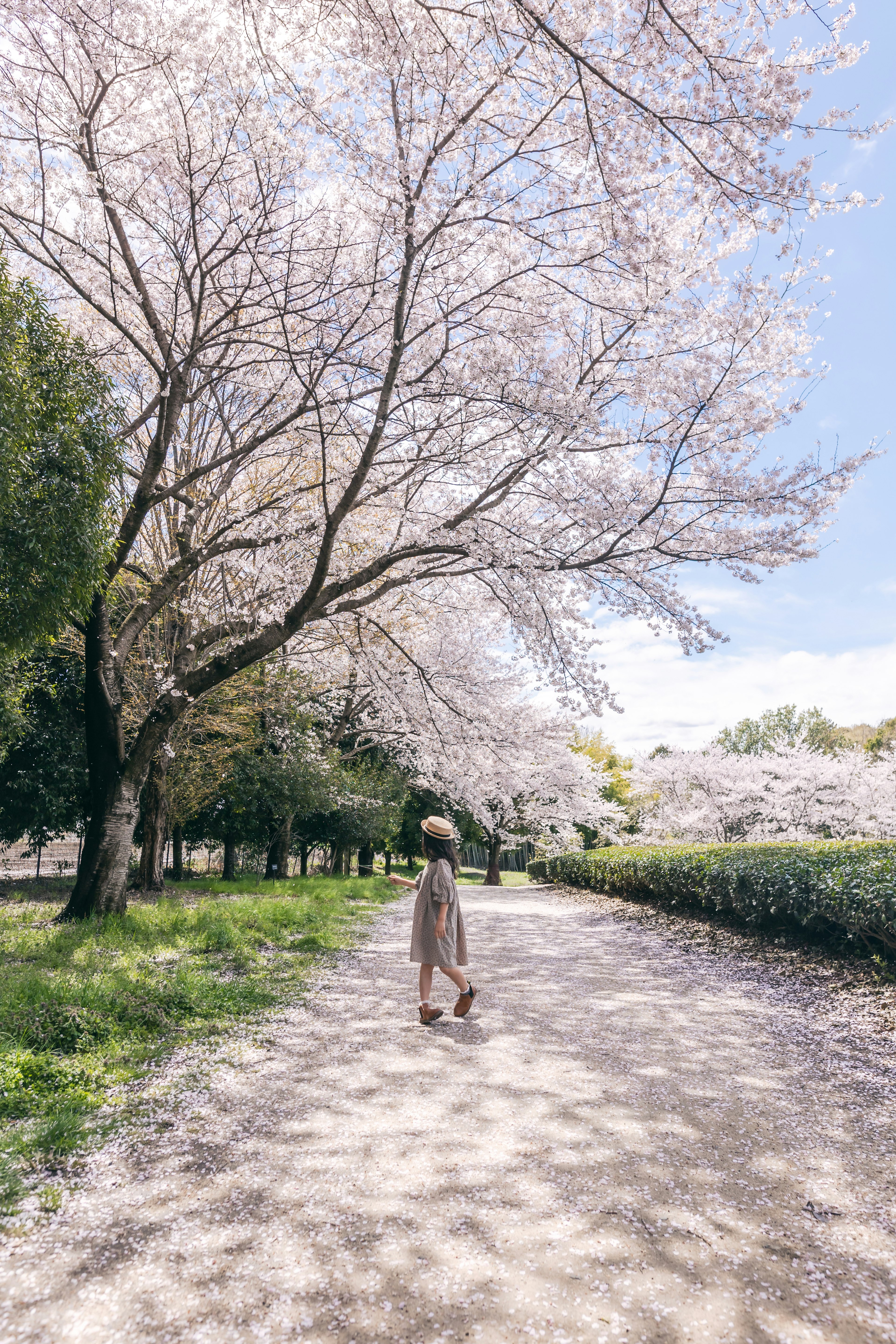 Donna che cammina sotto alberi di ciliegio in fiore in una giornata di sole