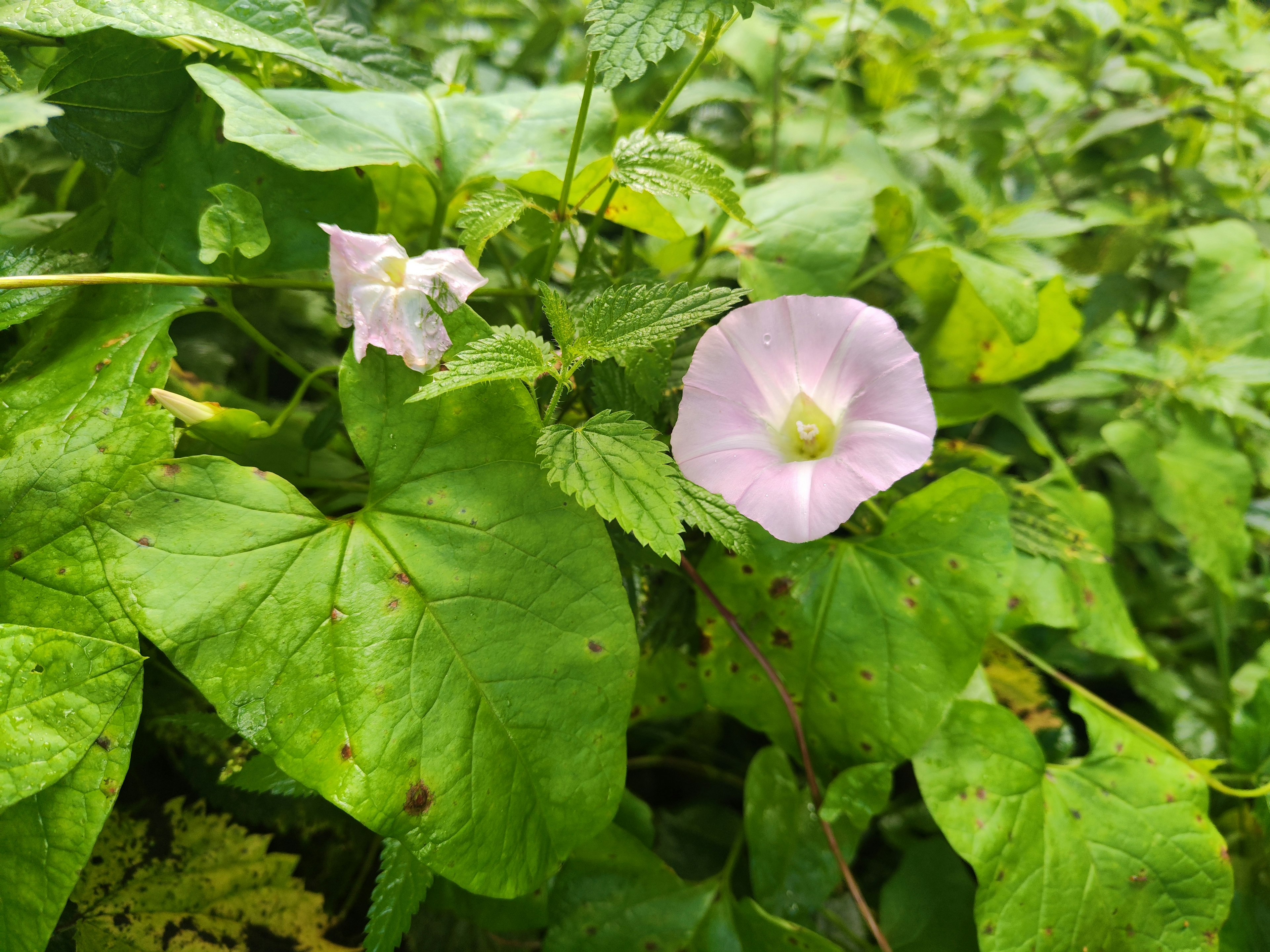 Fiore rosa chiaro che sboccia tra le foglie verdi