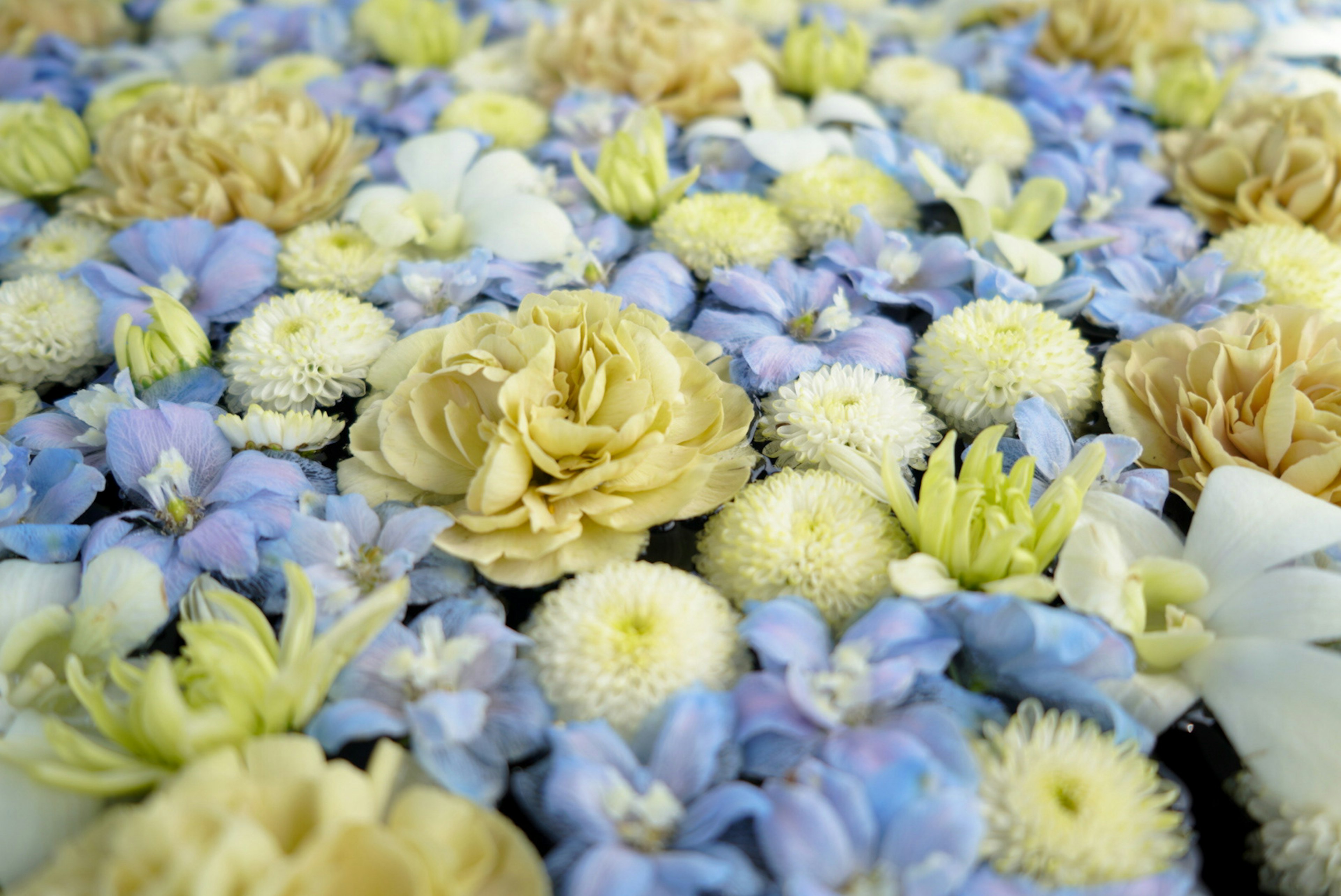 A beautiful flower arrangement featuring blue and cream-colored flowers