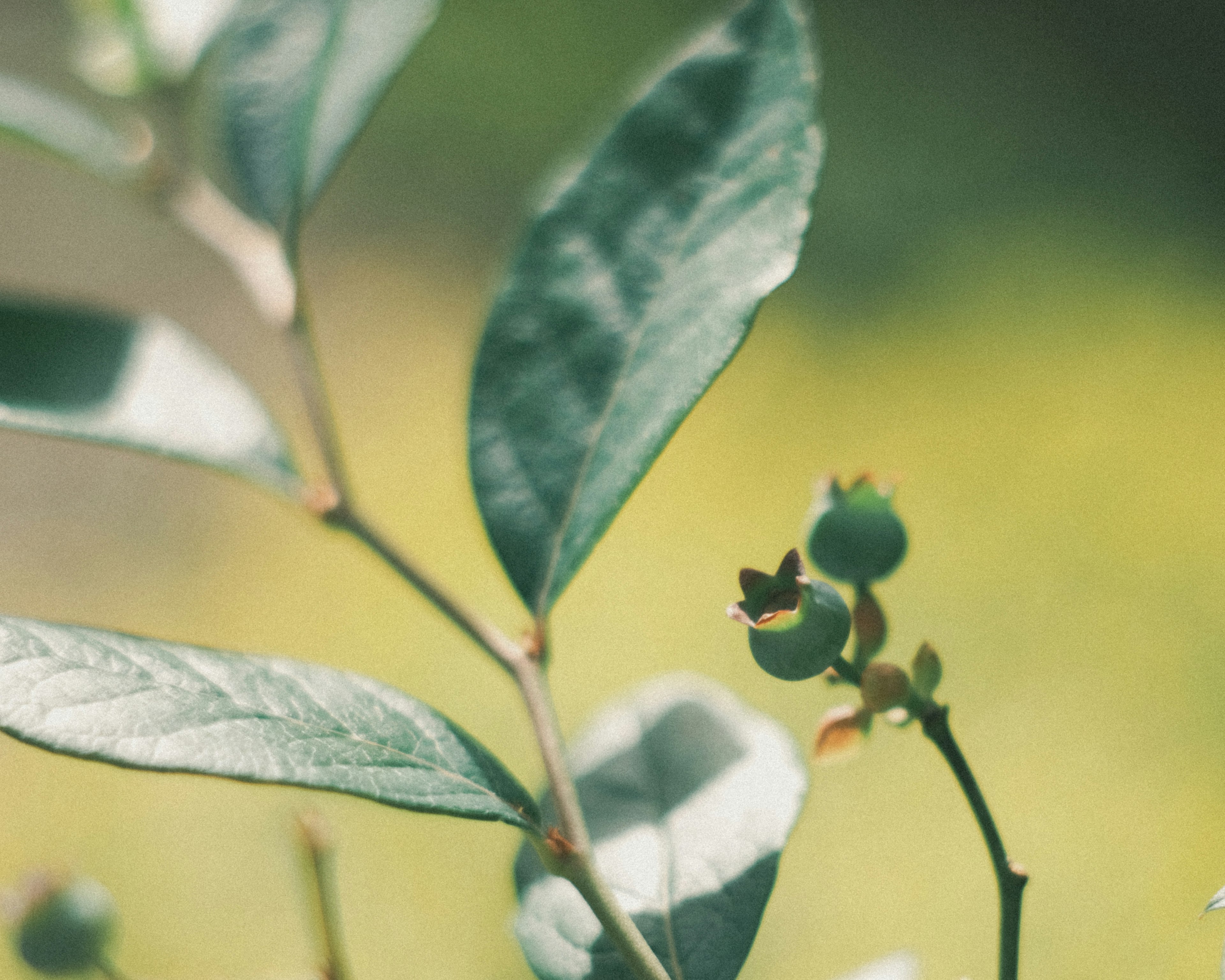 Branch of blueberry with green leaves and unripe berries