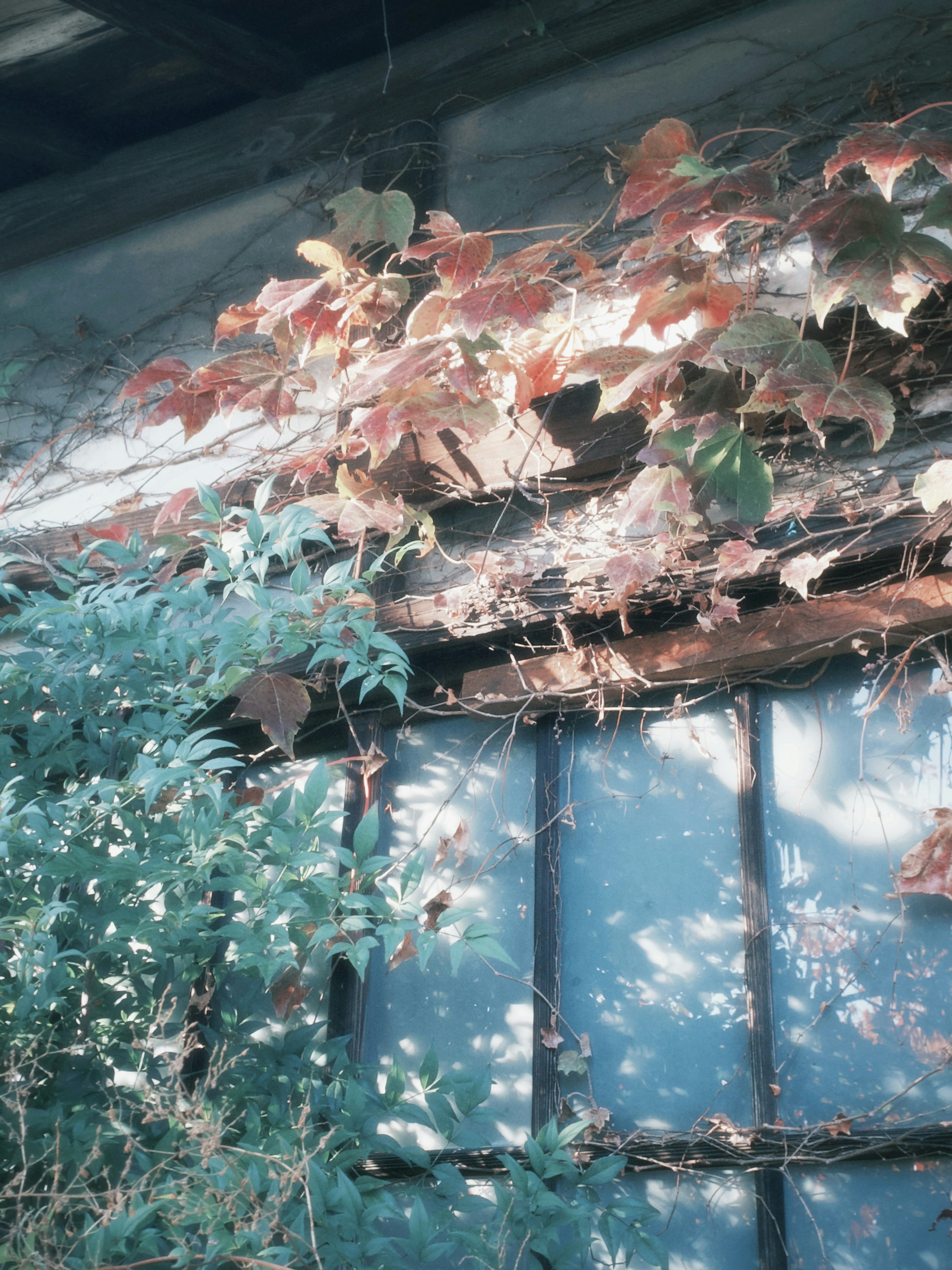 Vignes aux feuilles rouges et vertes grimpant sur une fenêtre d'un vieux bâtiment