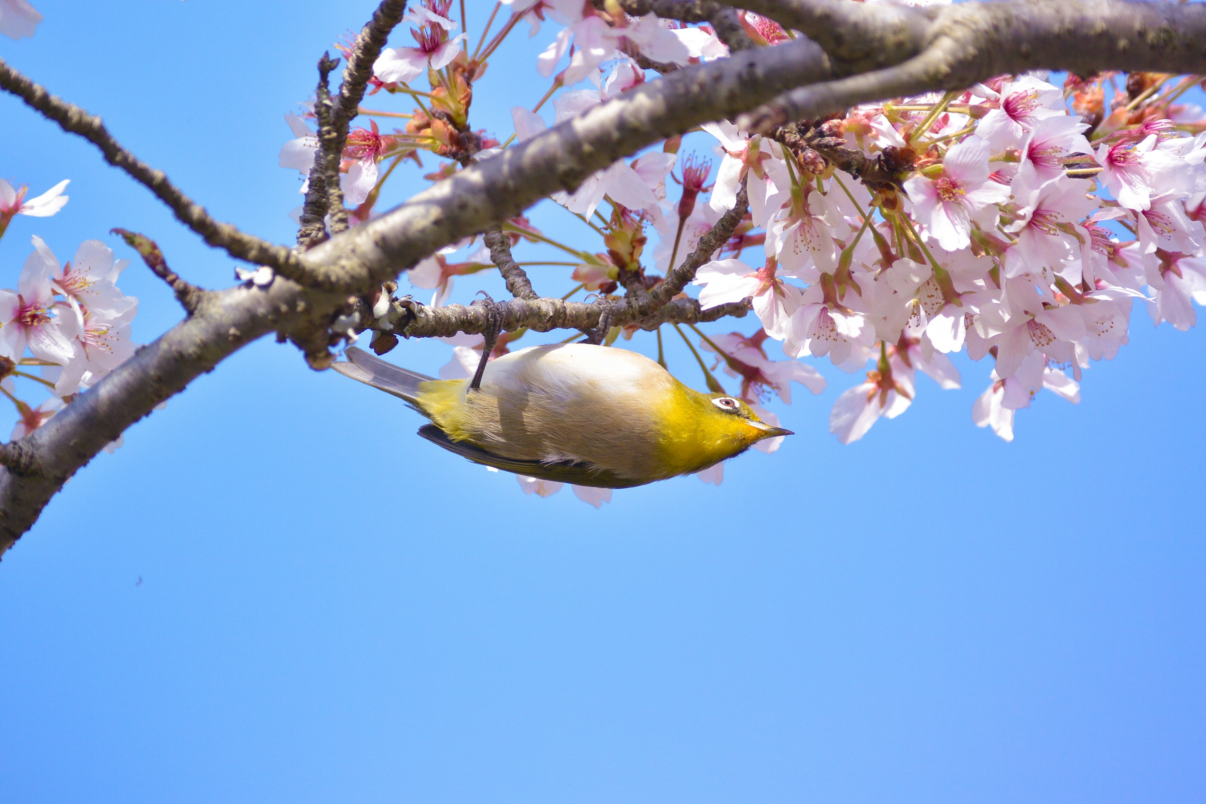 Burung kecil bertengger di atas bunga sakura di bawah langit biru