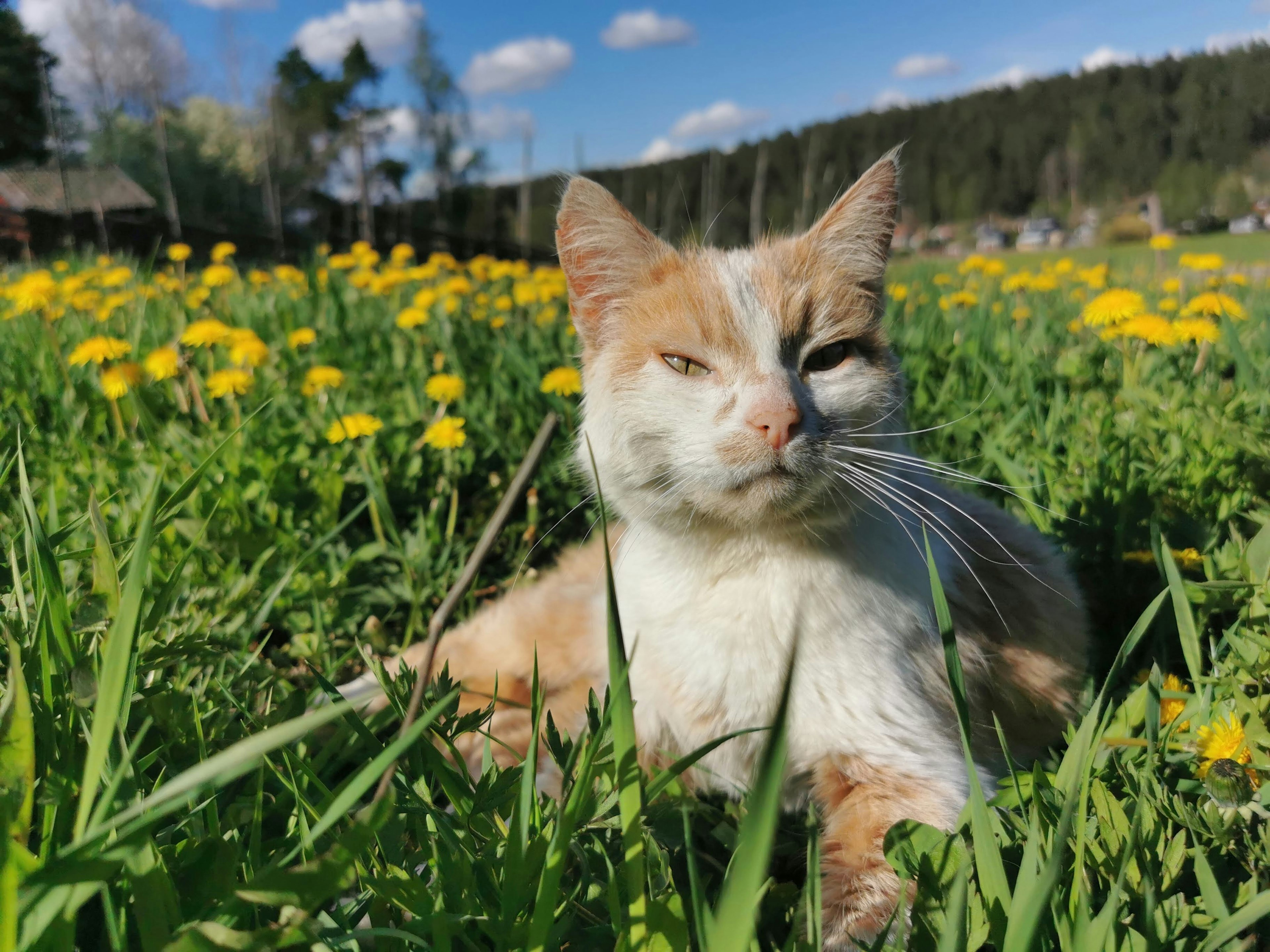 Imagen de un gato marrón y blanco acostado en la hierba entre dientes de león amarillos