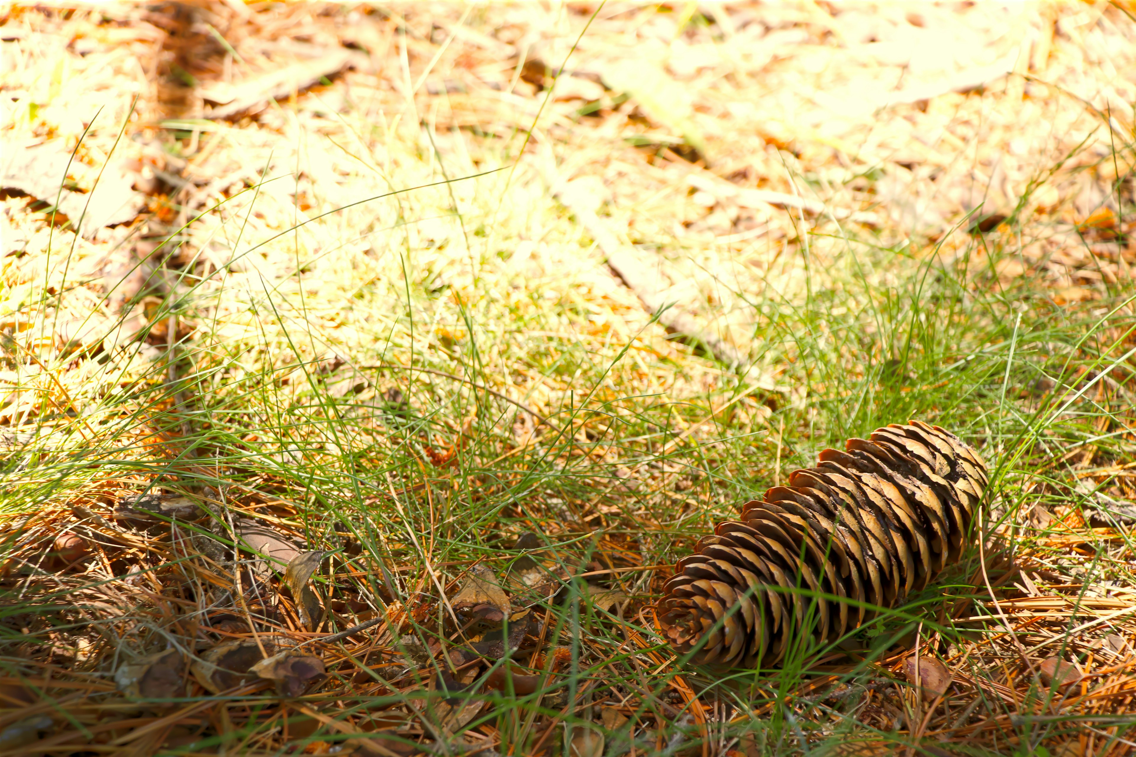 Kerucut pinus di tanah dikelilingi rumput hijau