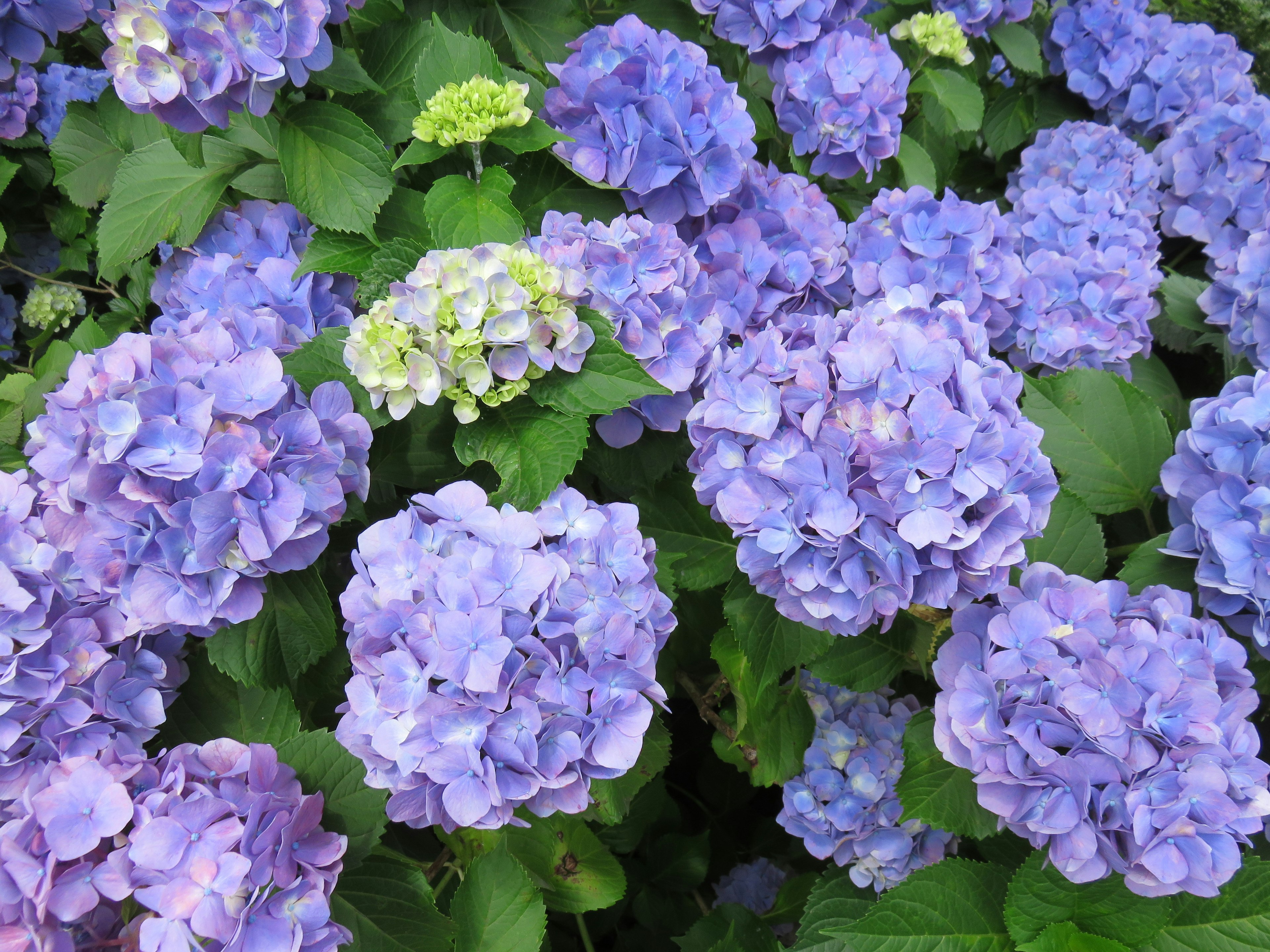 Purple hydrangea flowers surrounded by green leaves