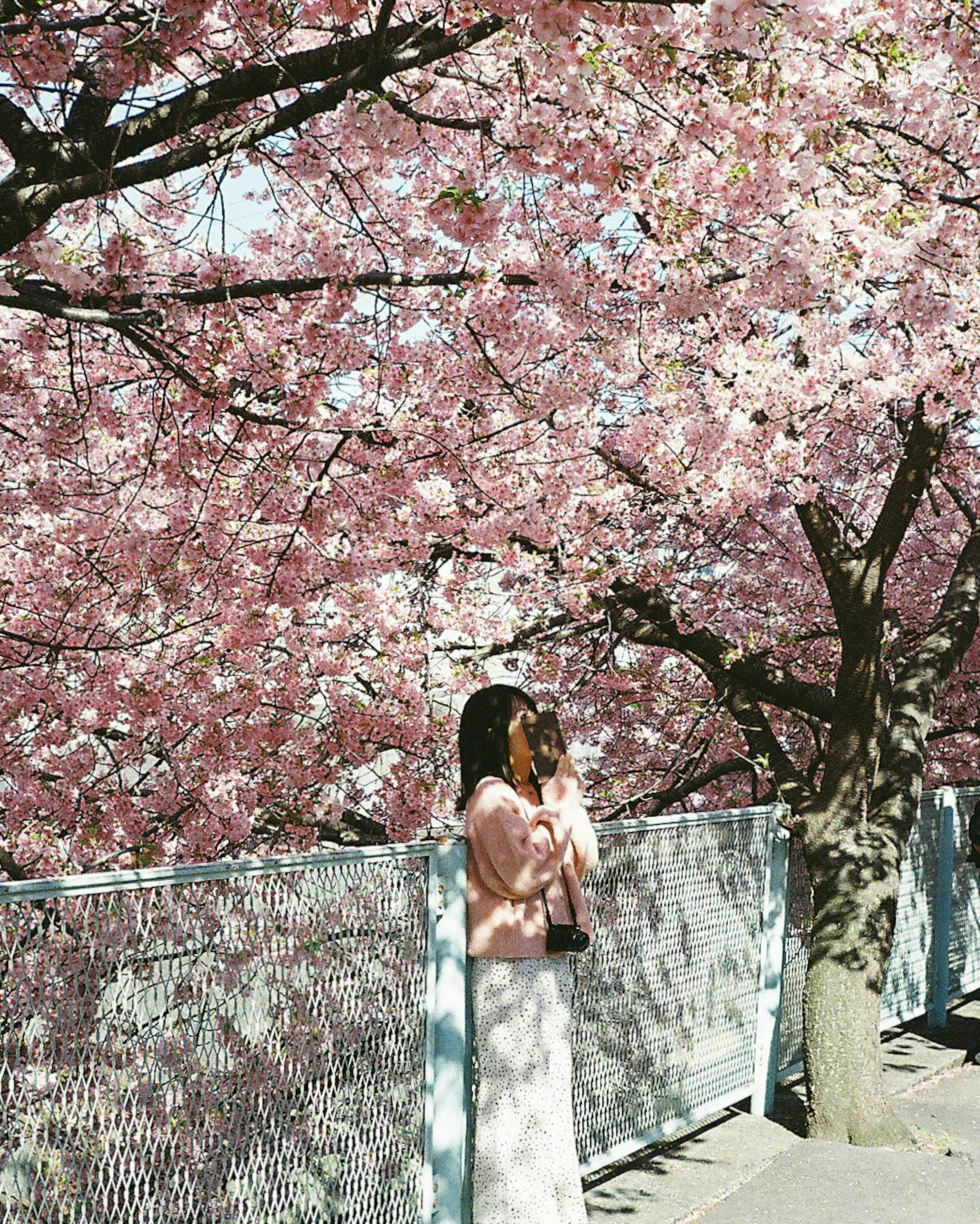 A woman posing under cherry blossom trees