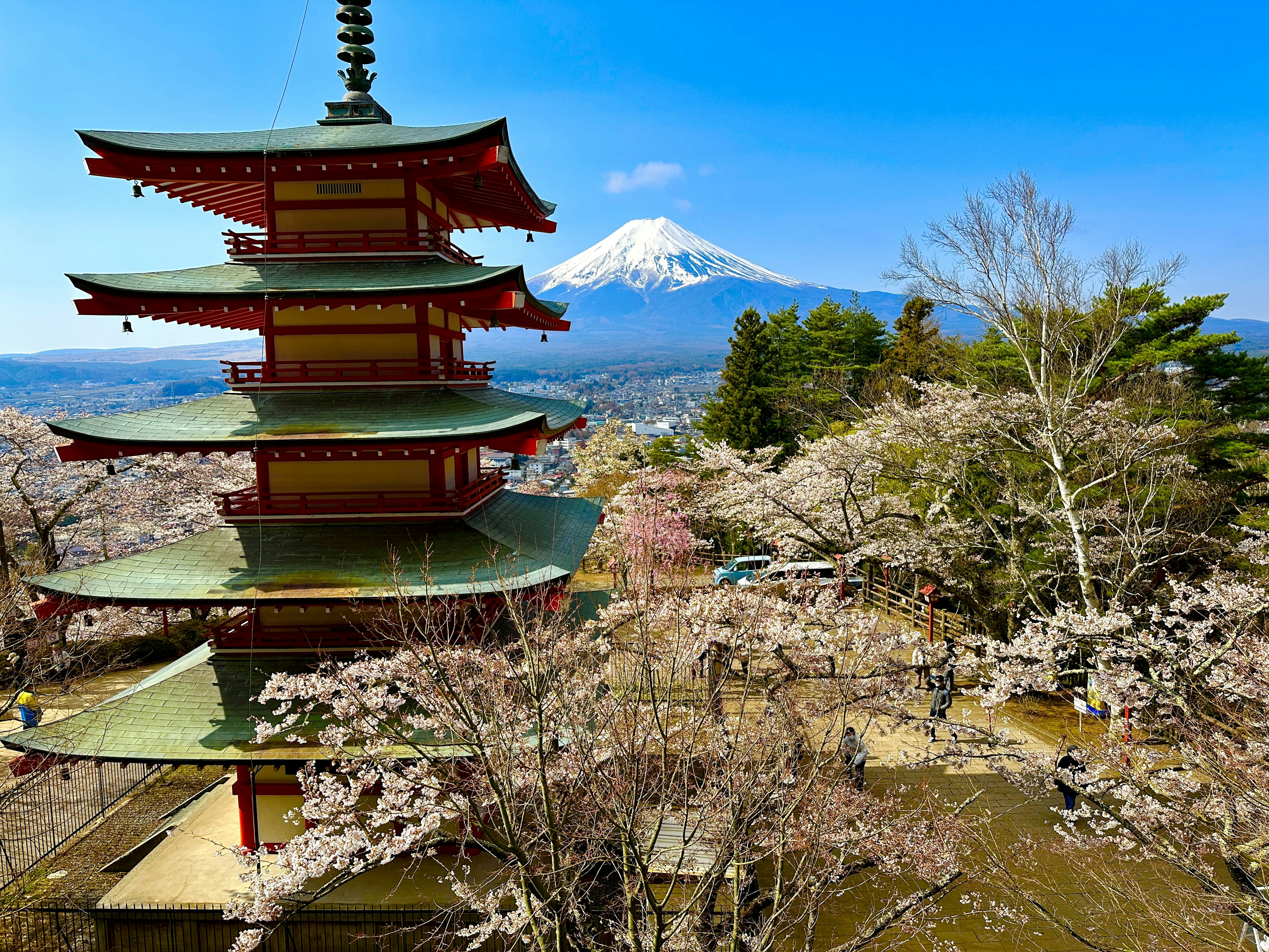 Blick auf eine Pagode mit dem Fuji und Kirschblütenbäumen