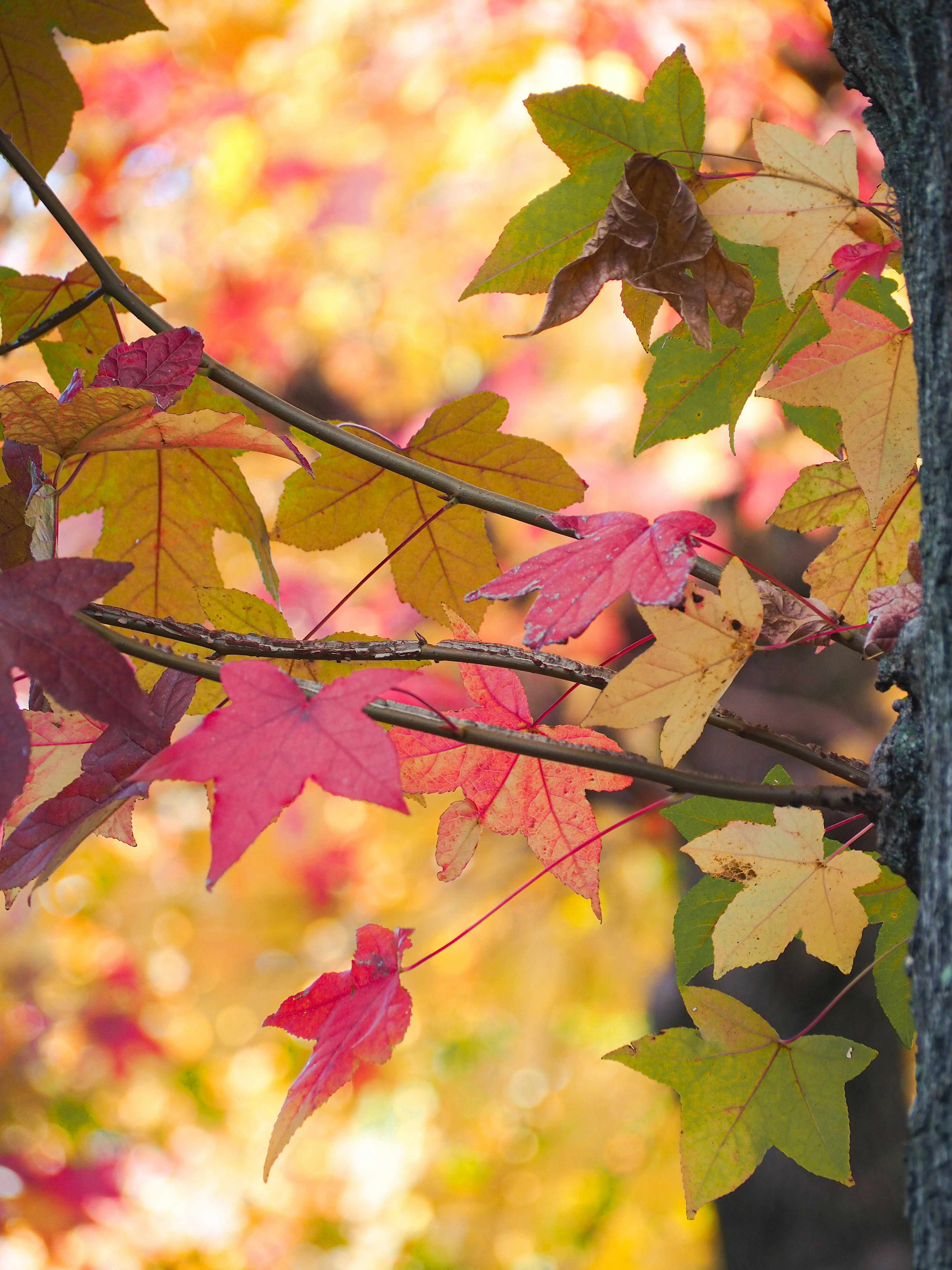 Hojas de otoño coloridas en una rama de árbol