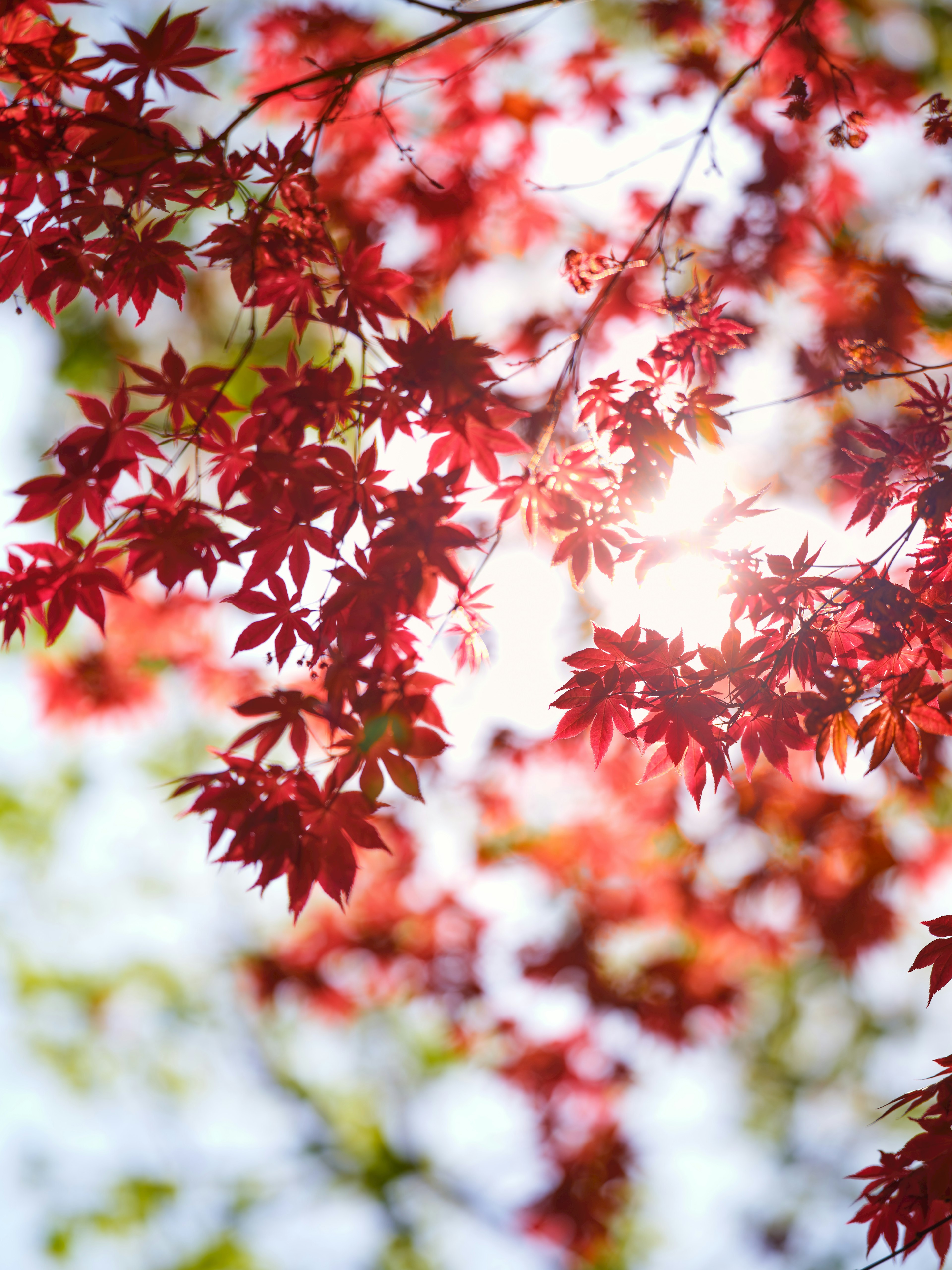 透過陽光的鮮紅色葉子，來自日本楓樹的樹枝