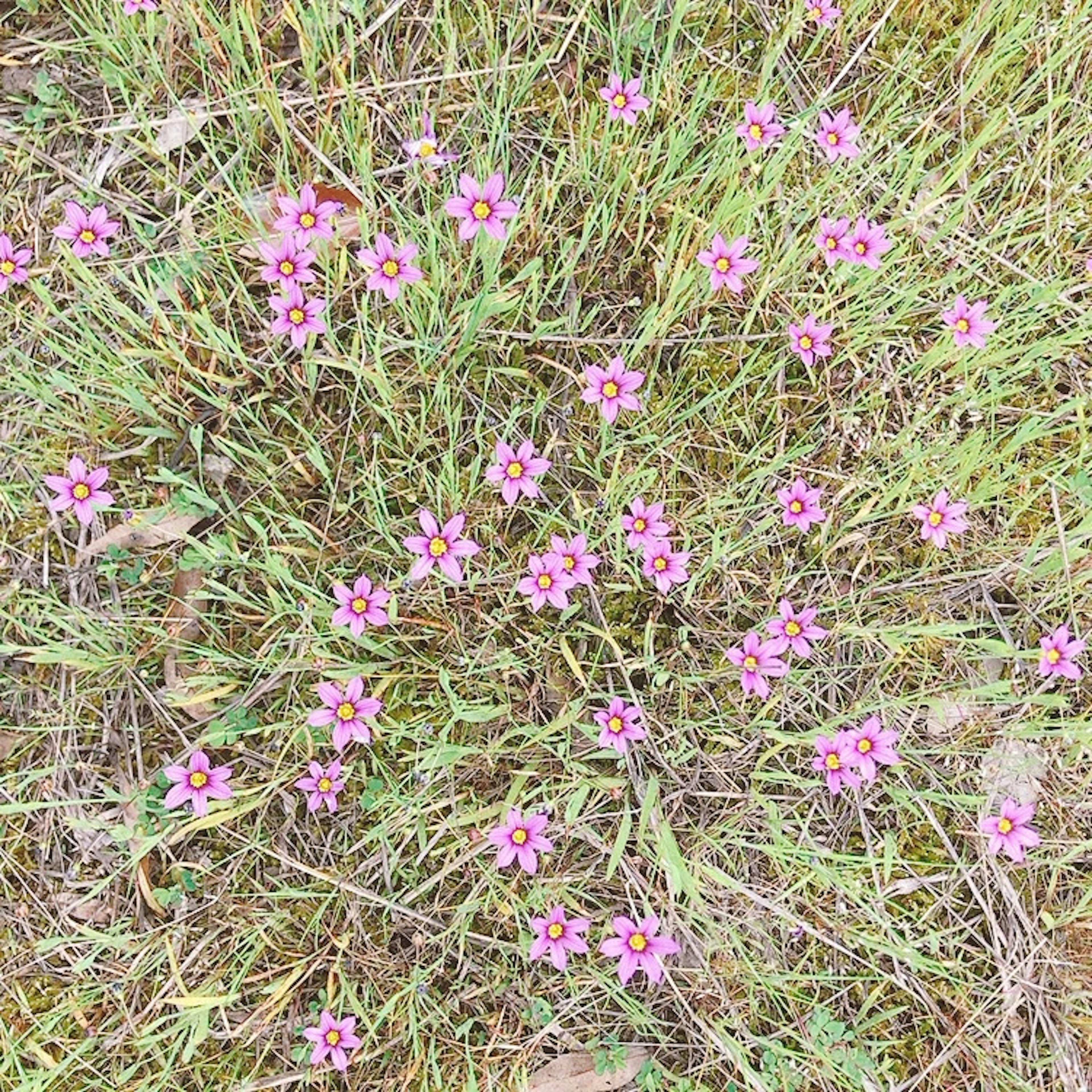 Kumpulan bunga kecil berwarna pink yang mekar di padang rumput