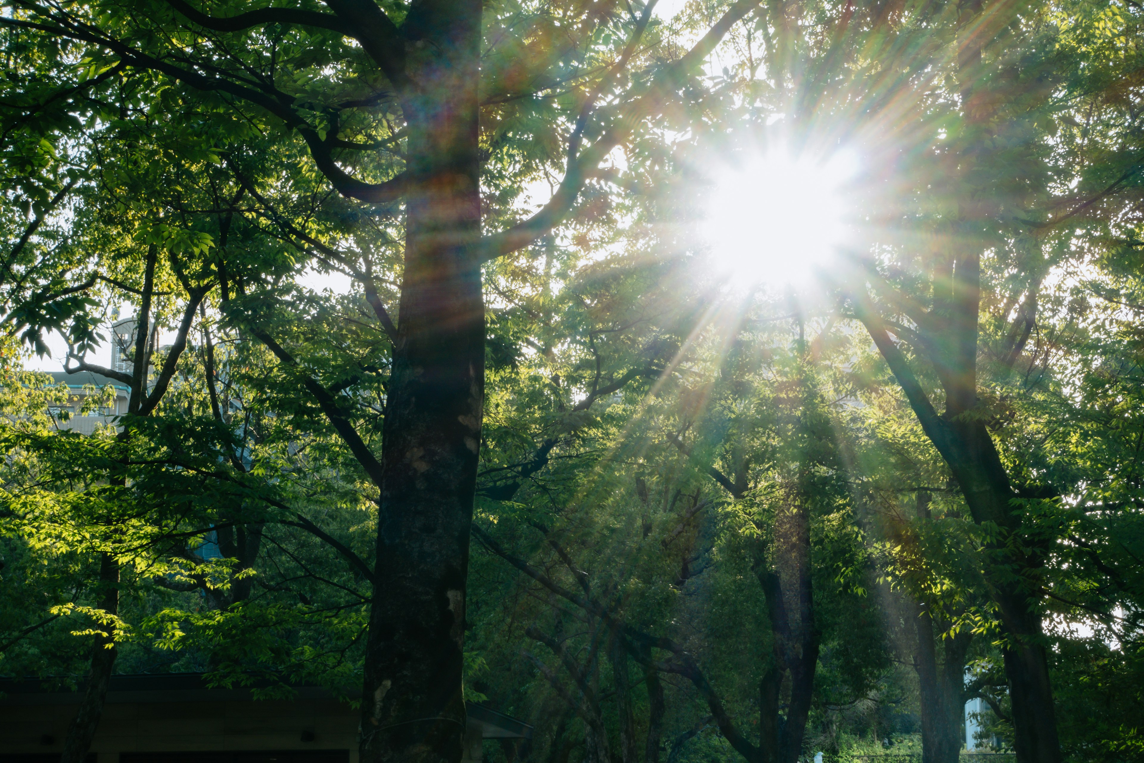 Scène de parc magnifique avec la lumière du soleil filtrant à travers les arbres