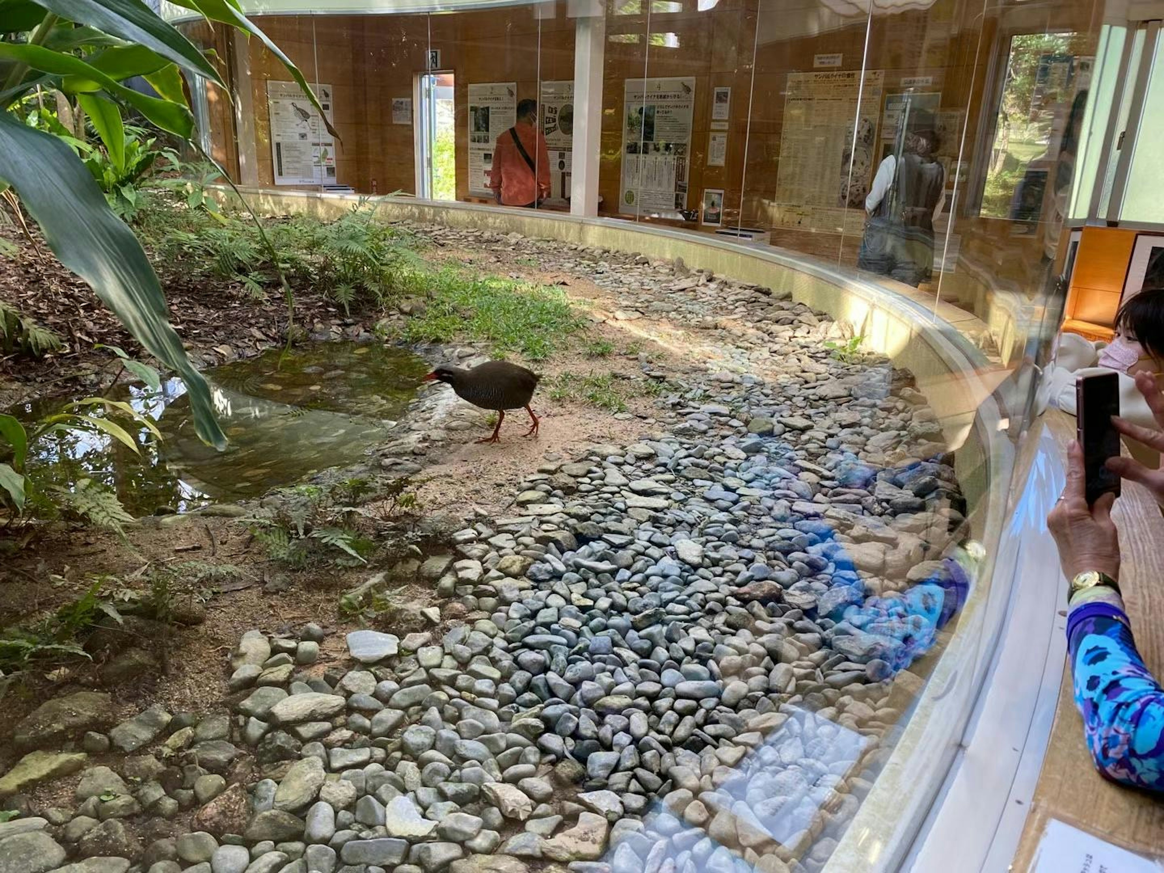 鳥が水辺で歩いている動物園の展示エリア