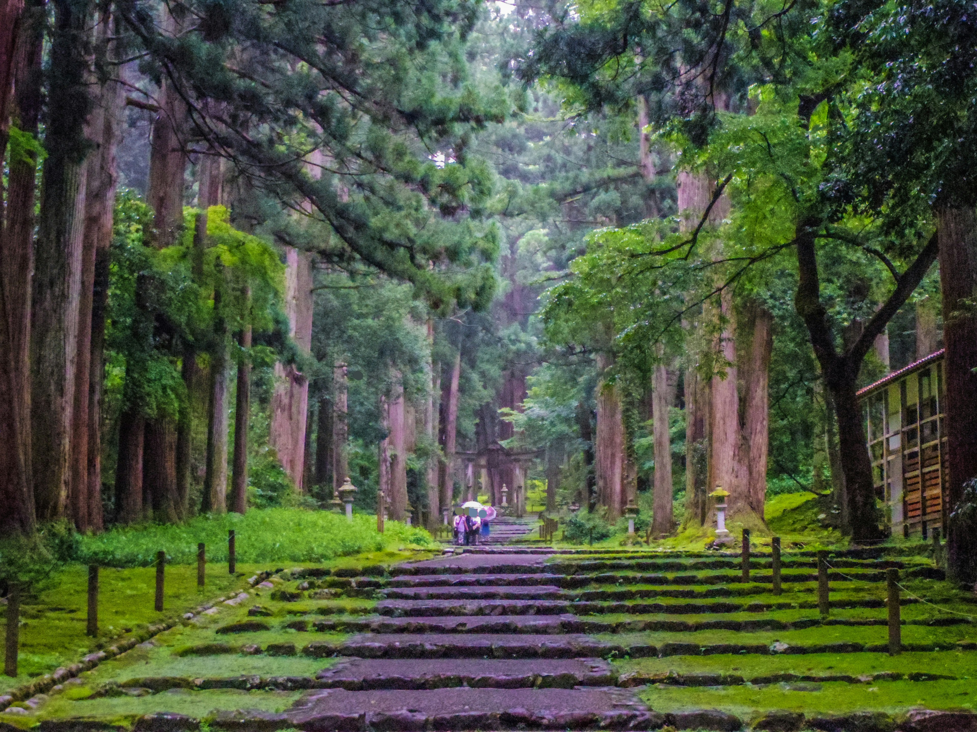 Jalan pemandangan indah melalui hutan lebat dengan orang-orang berjalan