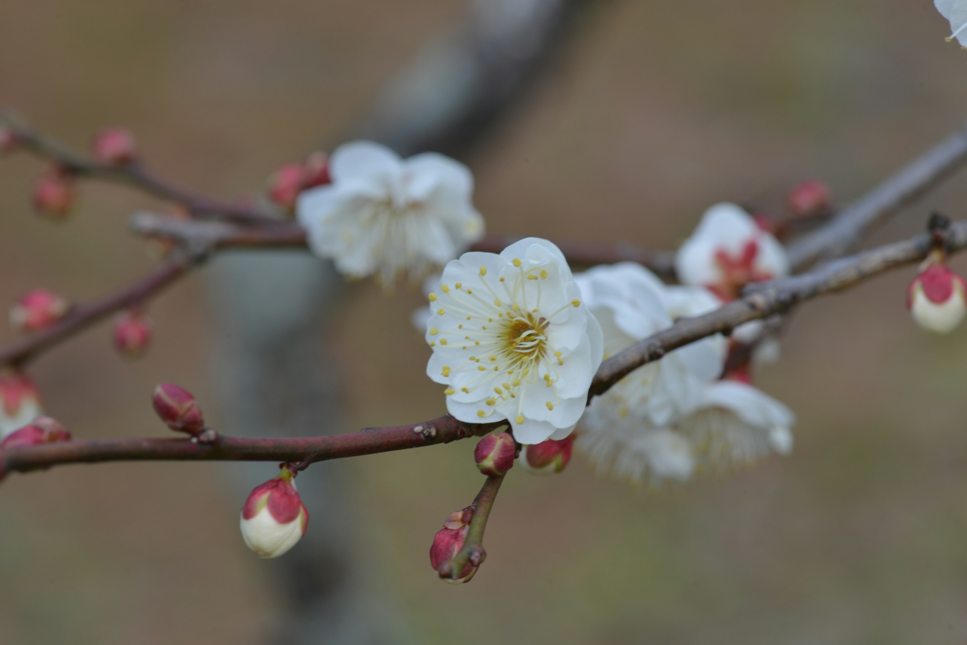 Close-up of a branch featuring white plum blossoms and buds