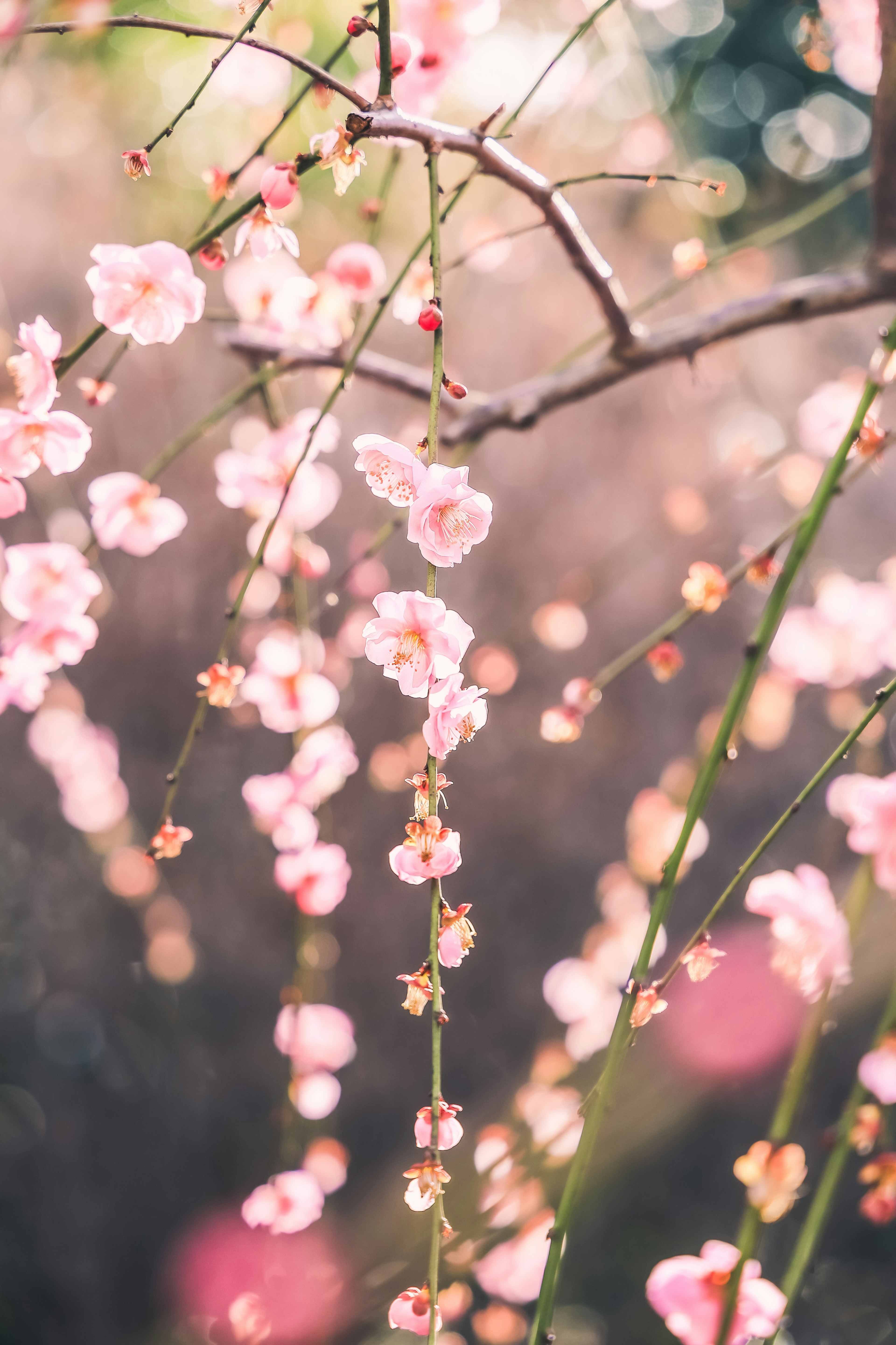 桜の花が咲いている枝のクローズアップ美しいピンクの花びらとぼやけた背景