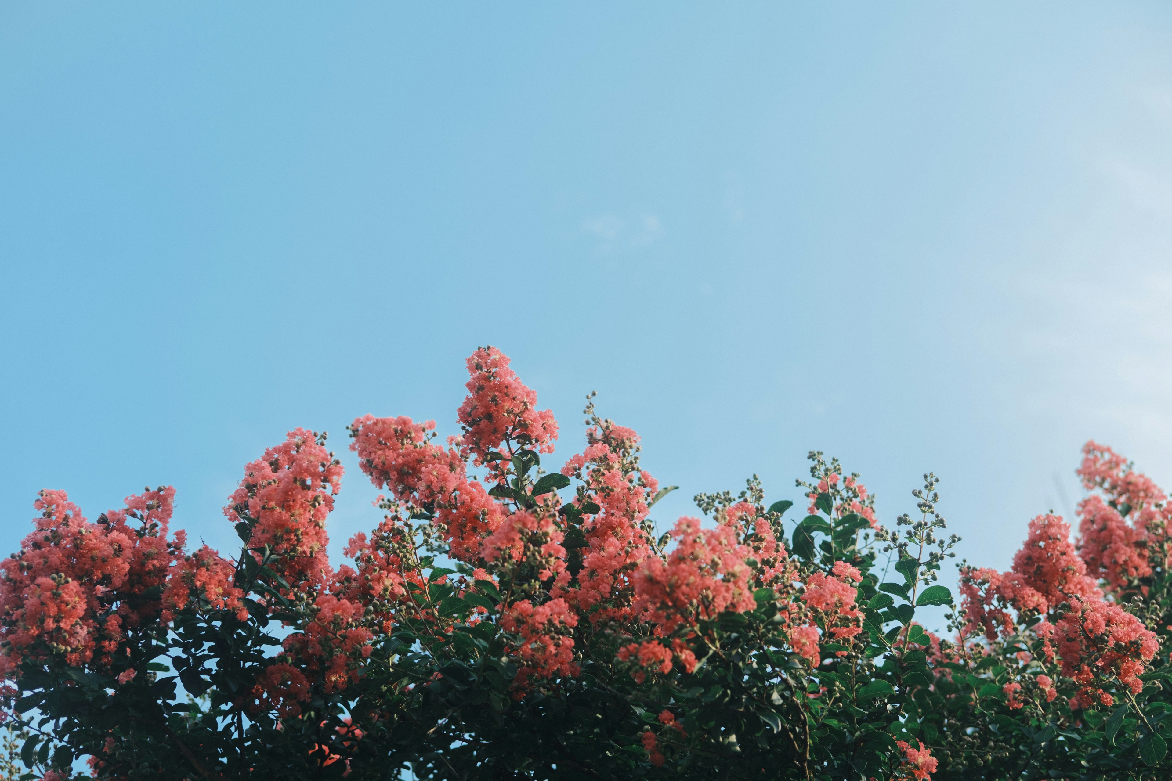 Vibrant pink flowers with green leaves against a blue sky