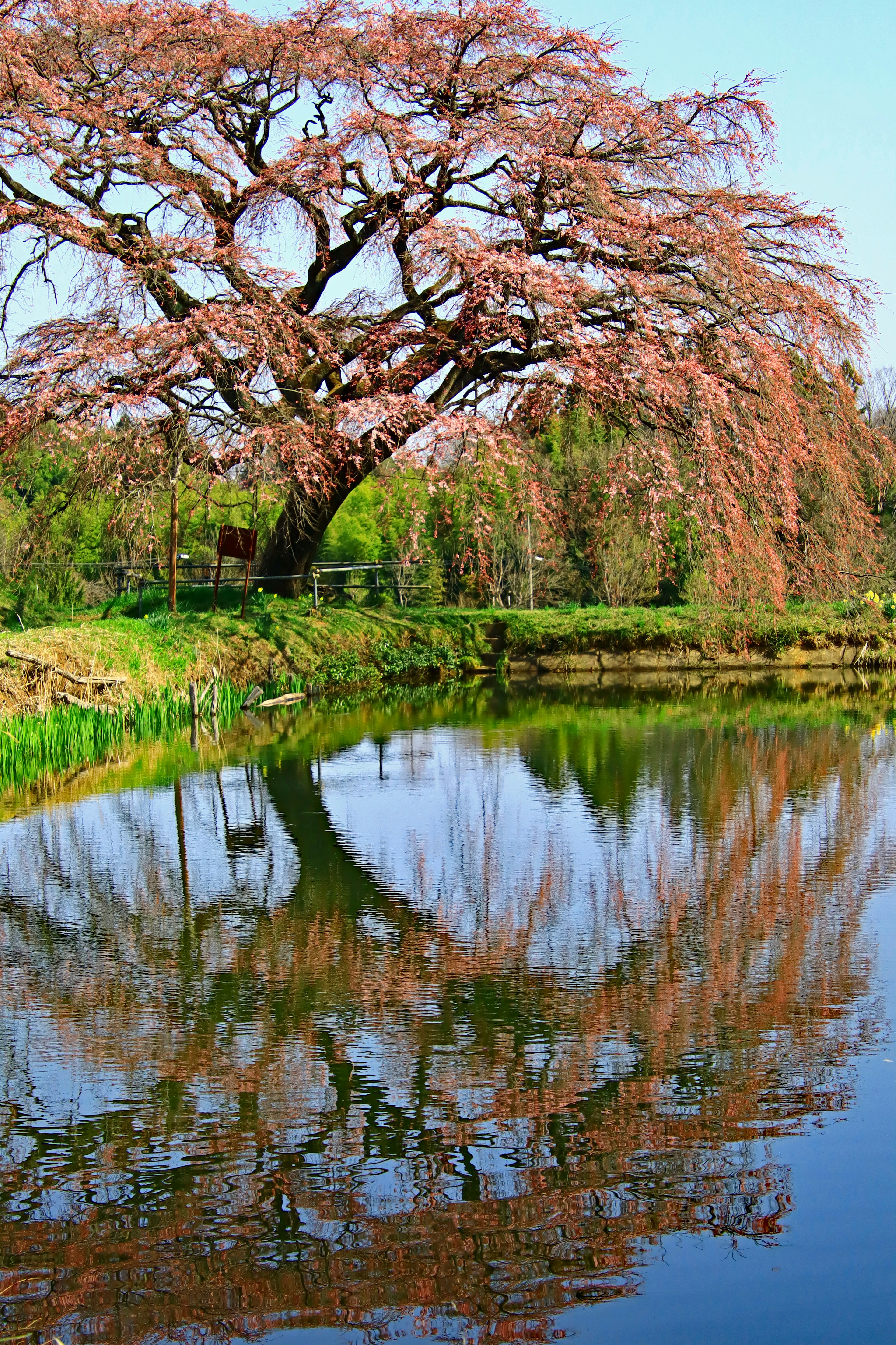 Un magnifique cerisier se reflétant dans un étang tranquille