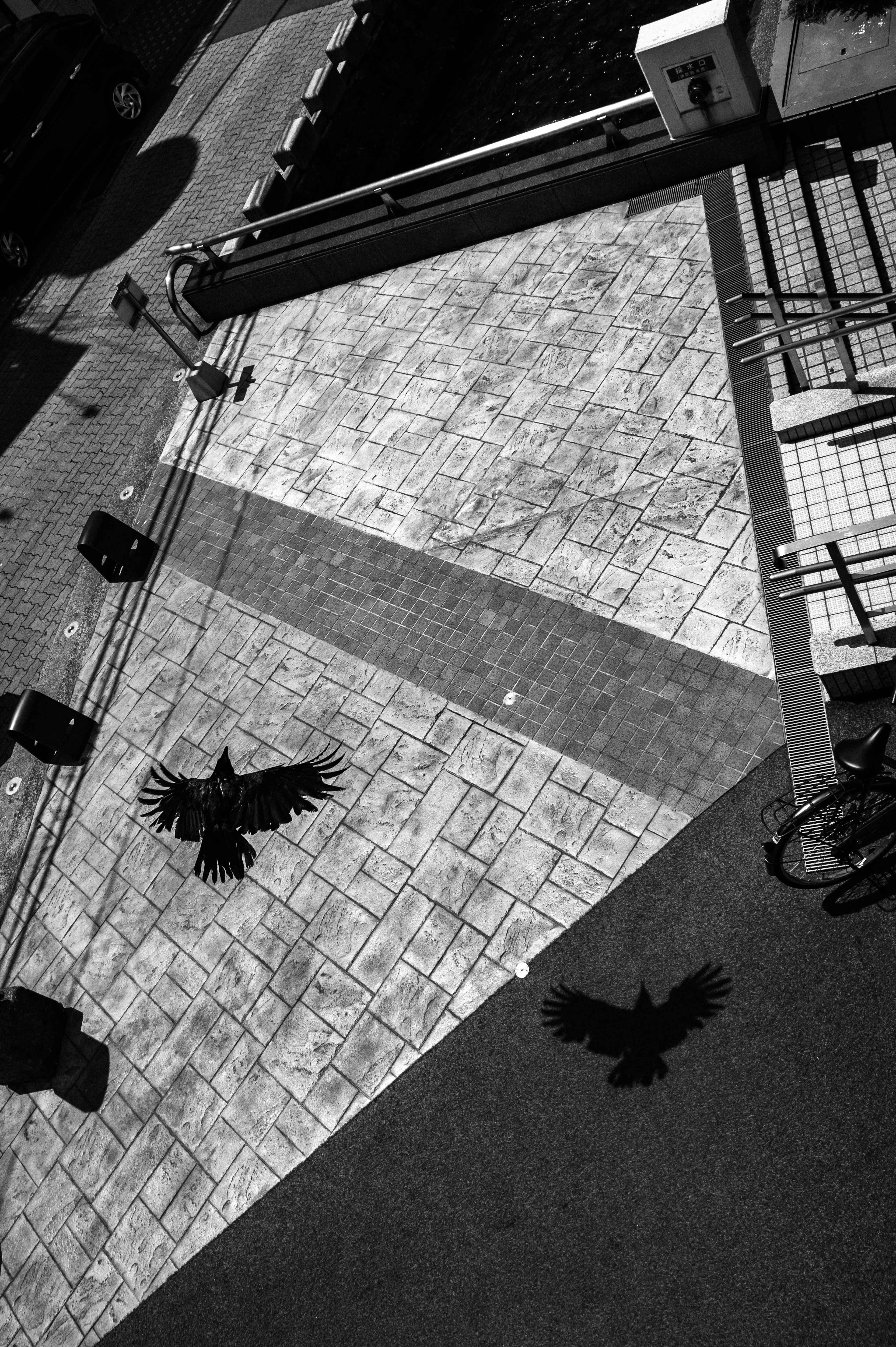 Vista aerea di una piazza con ombre di uccelli in bianco e nero