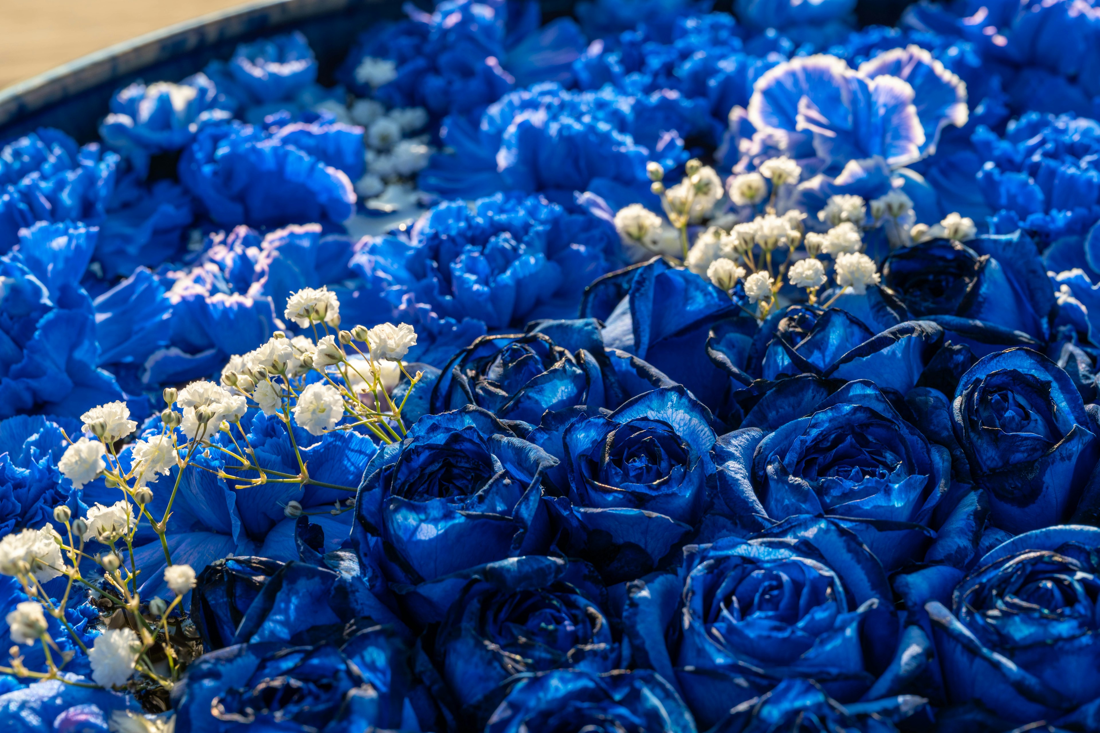 Un hermoso arreglo de rosas azules mezcladas con pequeñas flores blancas