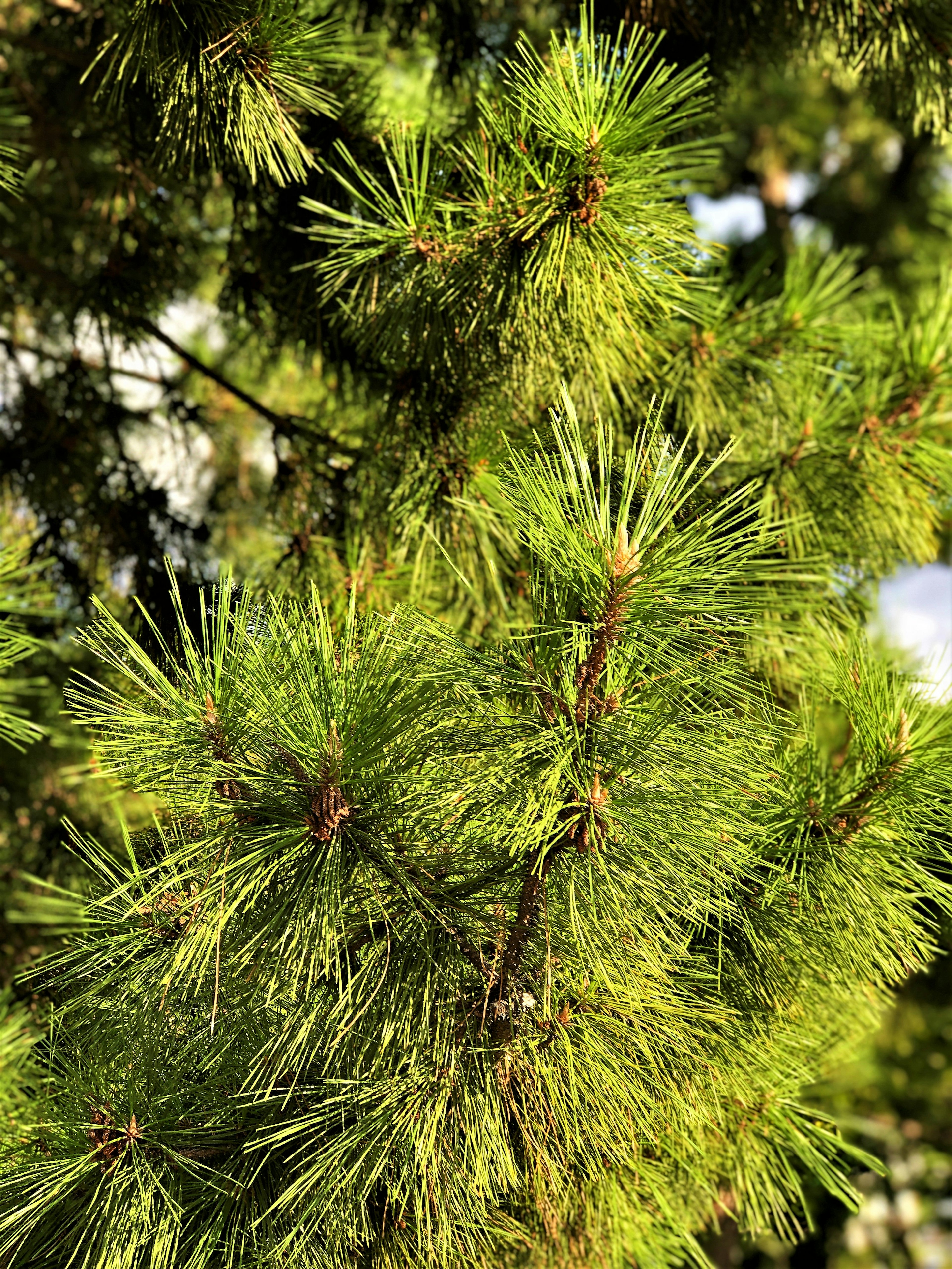 Agujas verdes de un árbol conífero denso