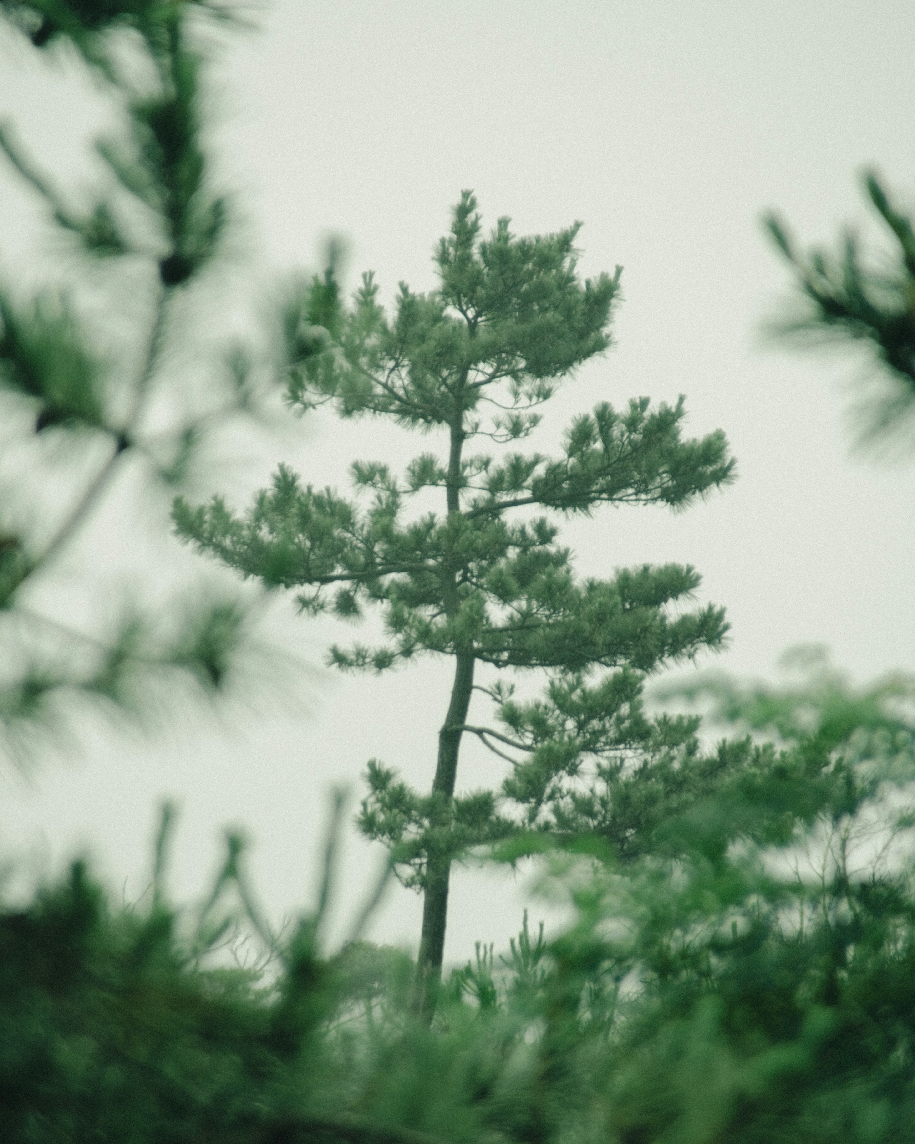 Tall tree surrounded by green foliage in a misty atmosphere