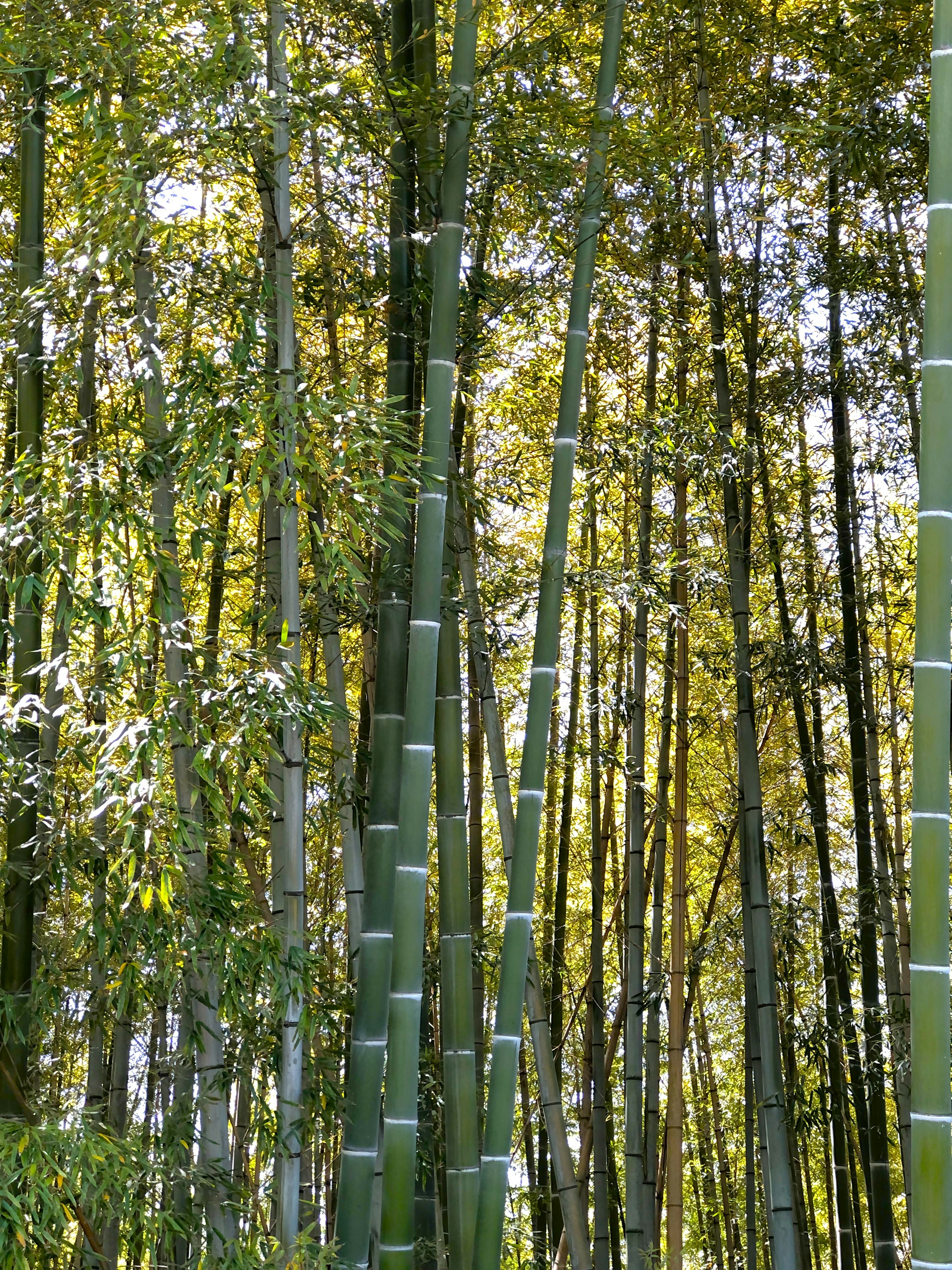 Lush green bamboo forest with tall stalks