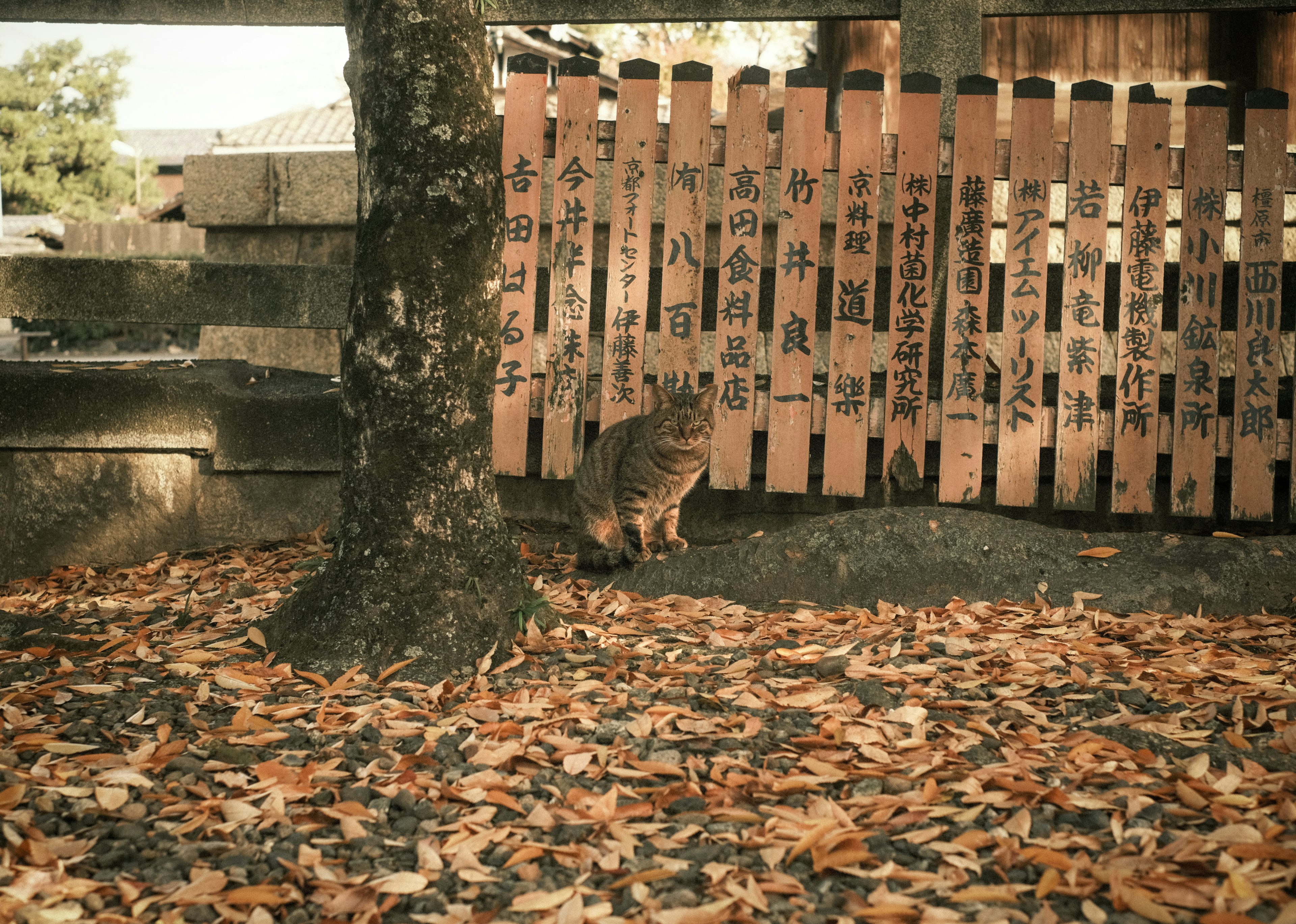 Katze sitzt neben einem Baum mit gefallenen Blättern