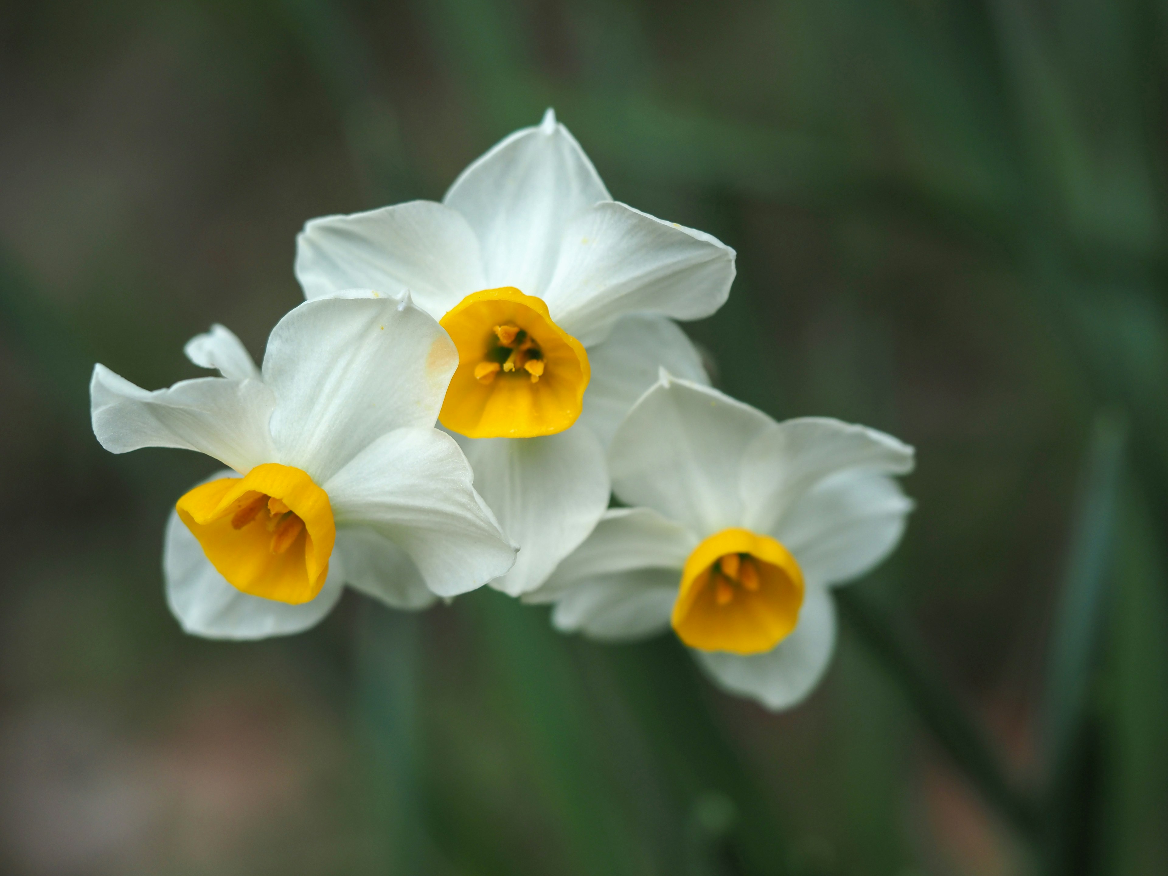 Tiga bunga daffodil putih dengan pusat kuning mekar di latar belakang hijau